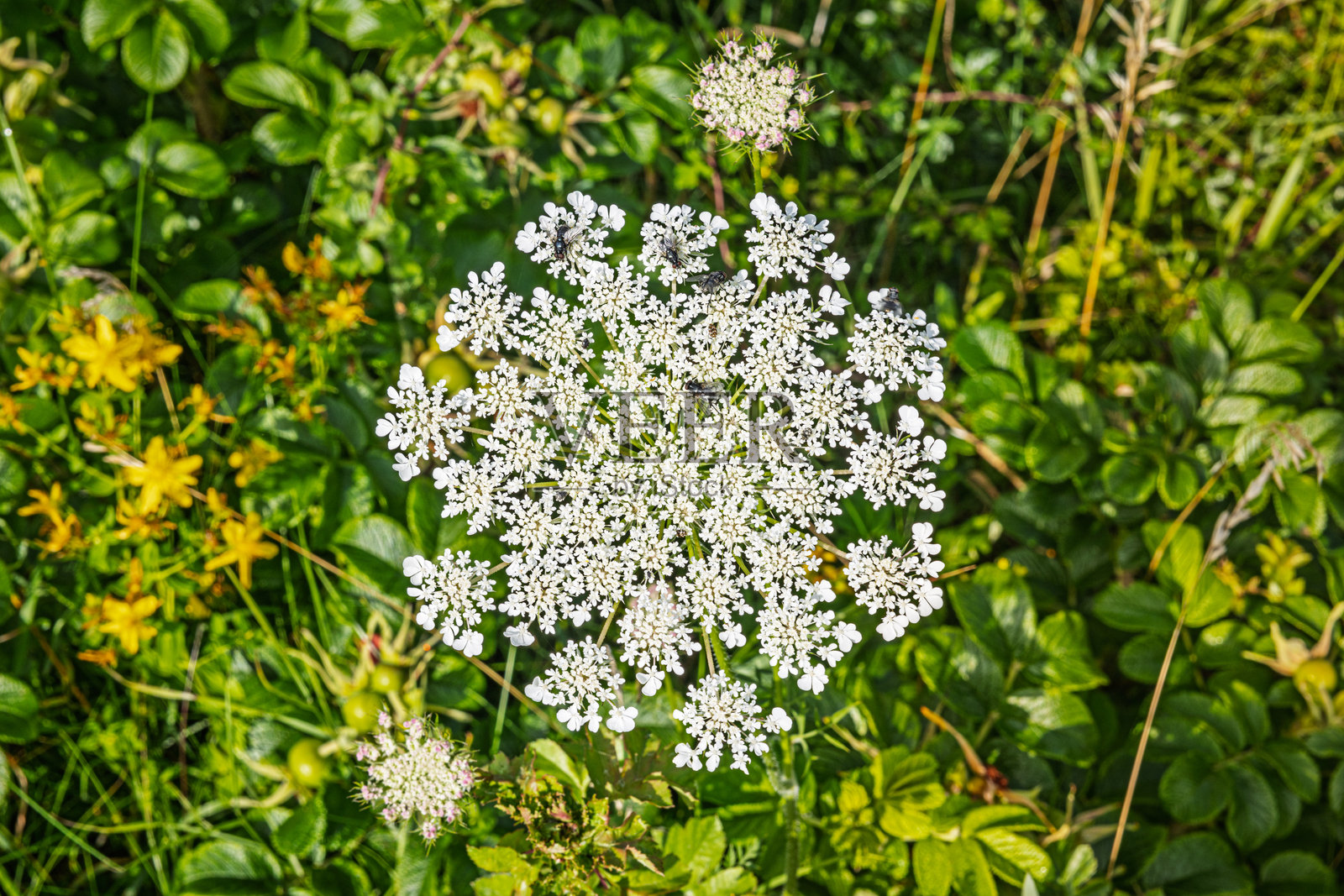 从上方观察的野胡萝卜花（Daucus carota），一只苍蝇停在上面。照片摄影图片