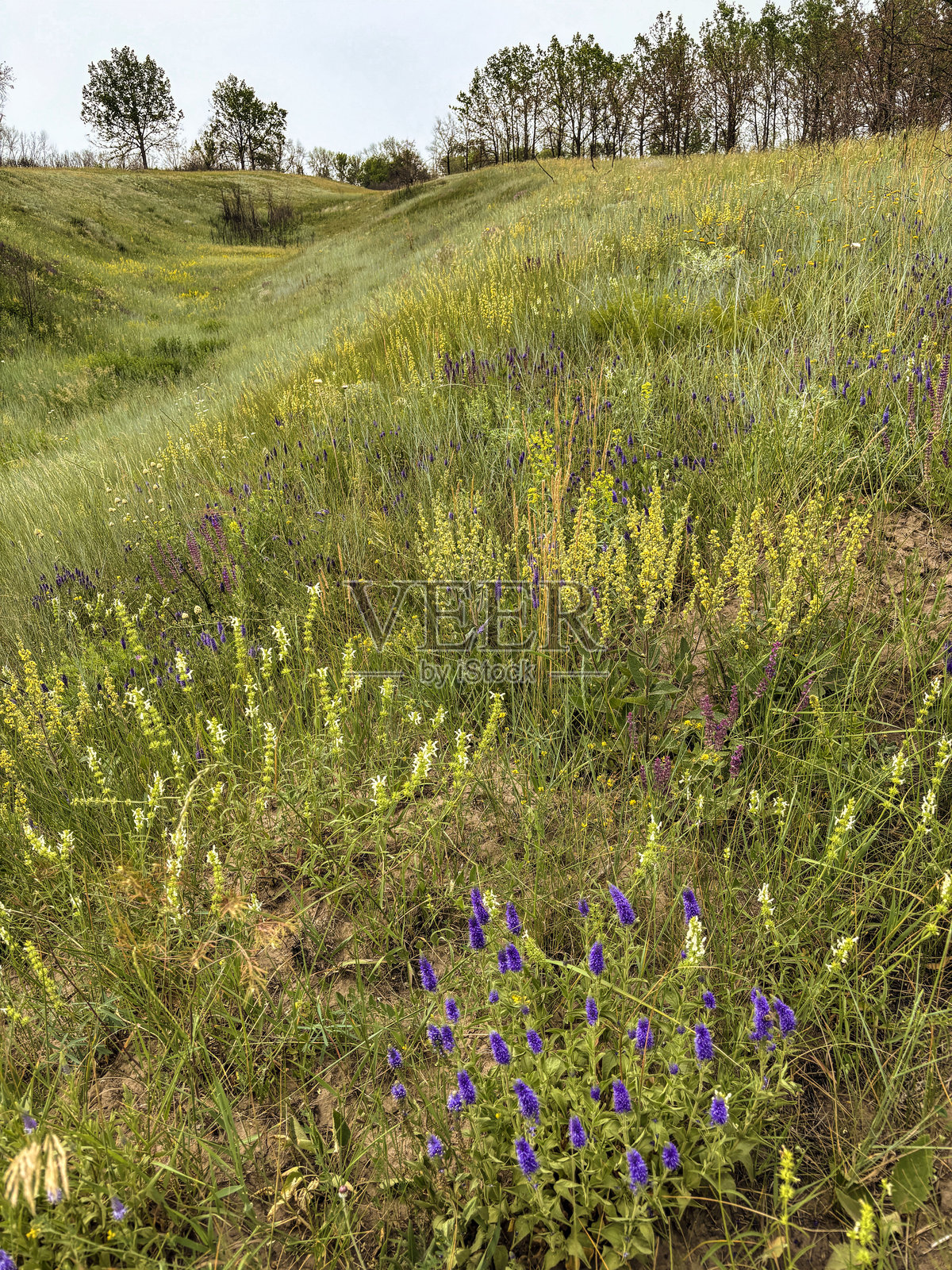 盛开的野花在绿色的夏季山坡草地上，周围有树木、自然草丛，展现出乡村风光和天空。照片摄影图片