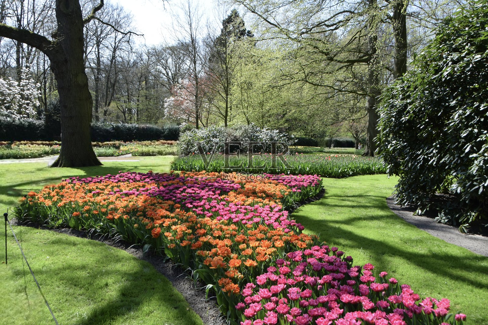 库肯霍夫公园。照片摄影图片