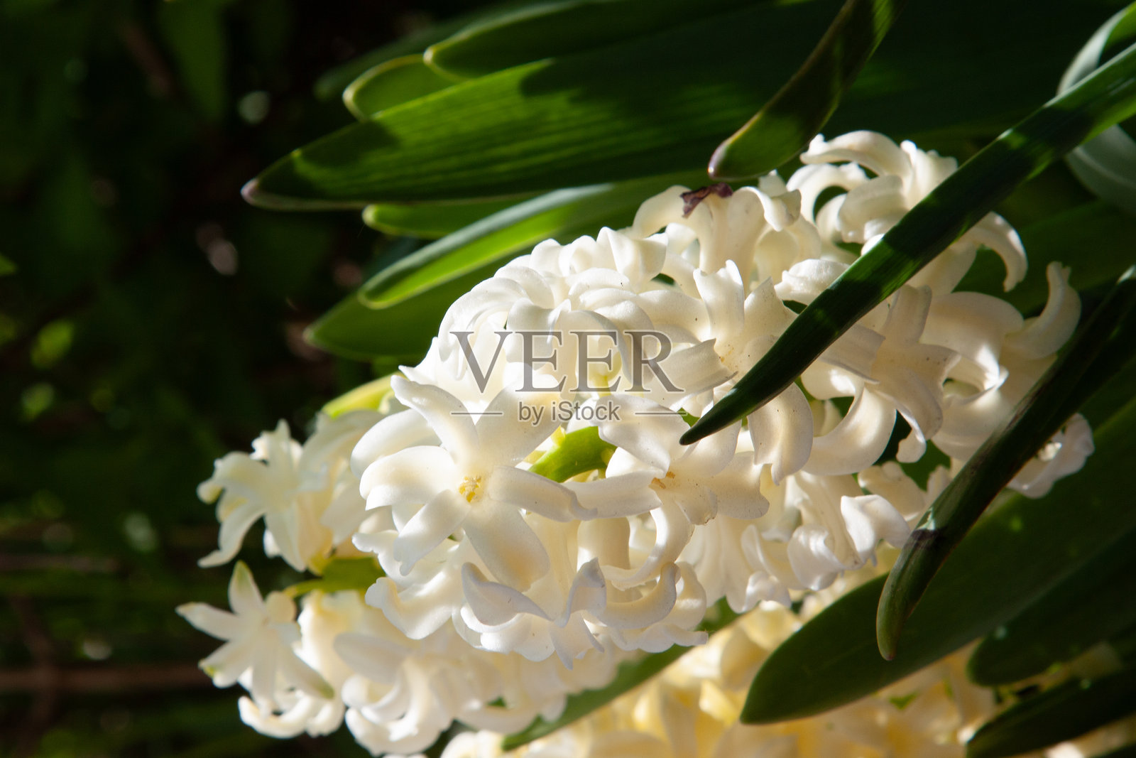 春天的白色花朵。东方风信子花。阳光照耀下，花园中盛开的白色风信子，花朵大而美丽。春季花卉的自然壁纸。照片摄影图片