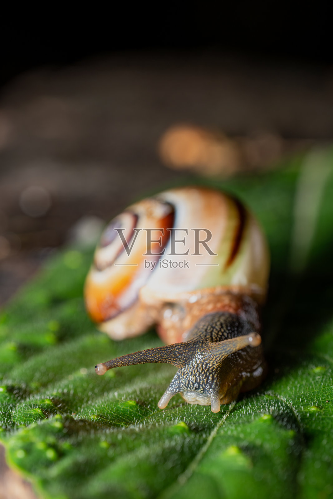 Eobania vermiculata - 蜗牛在绿叶上的特写镜头照片摄影图片