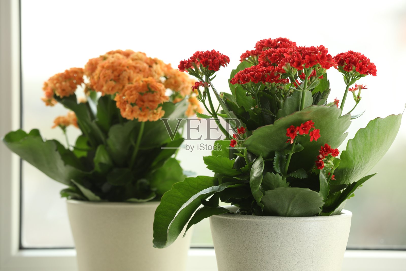 窗边的不同美丽的伽蓝菜花盆栽特写照片摄影图片