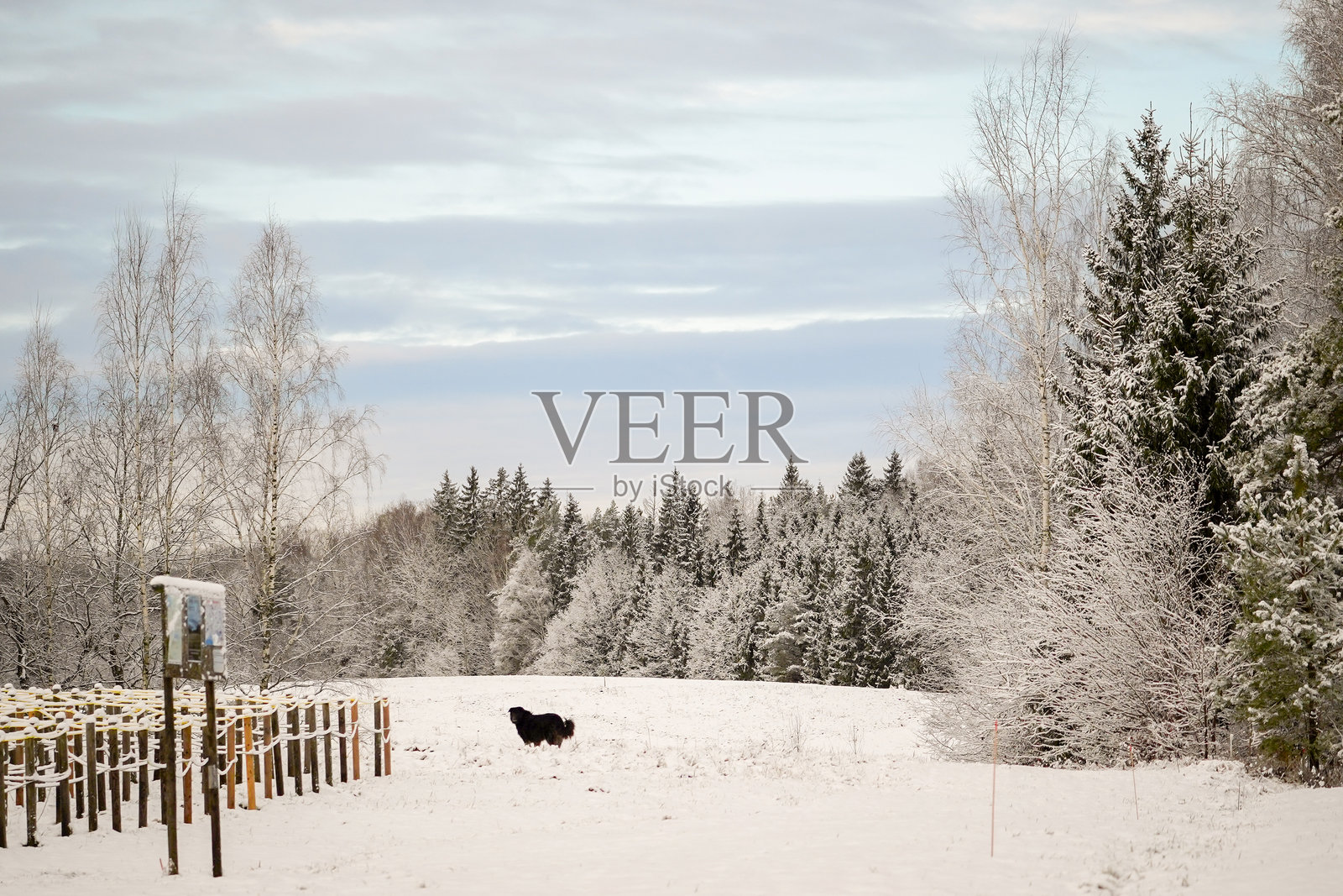 狗站在雪地里照片摄影图片