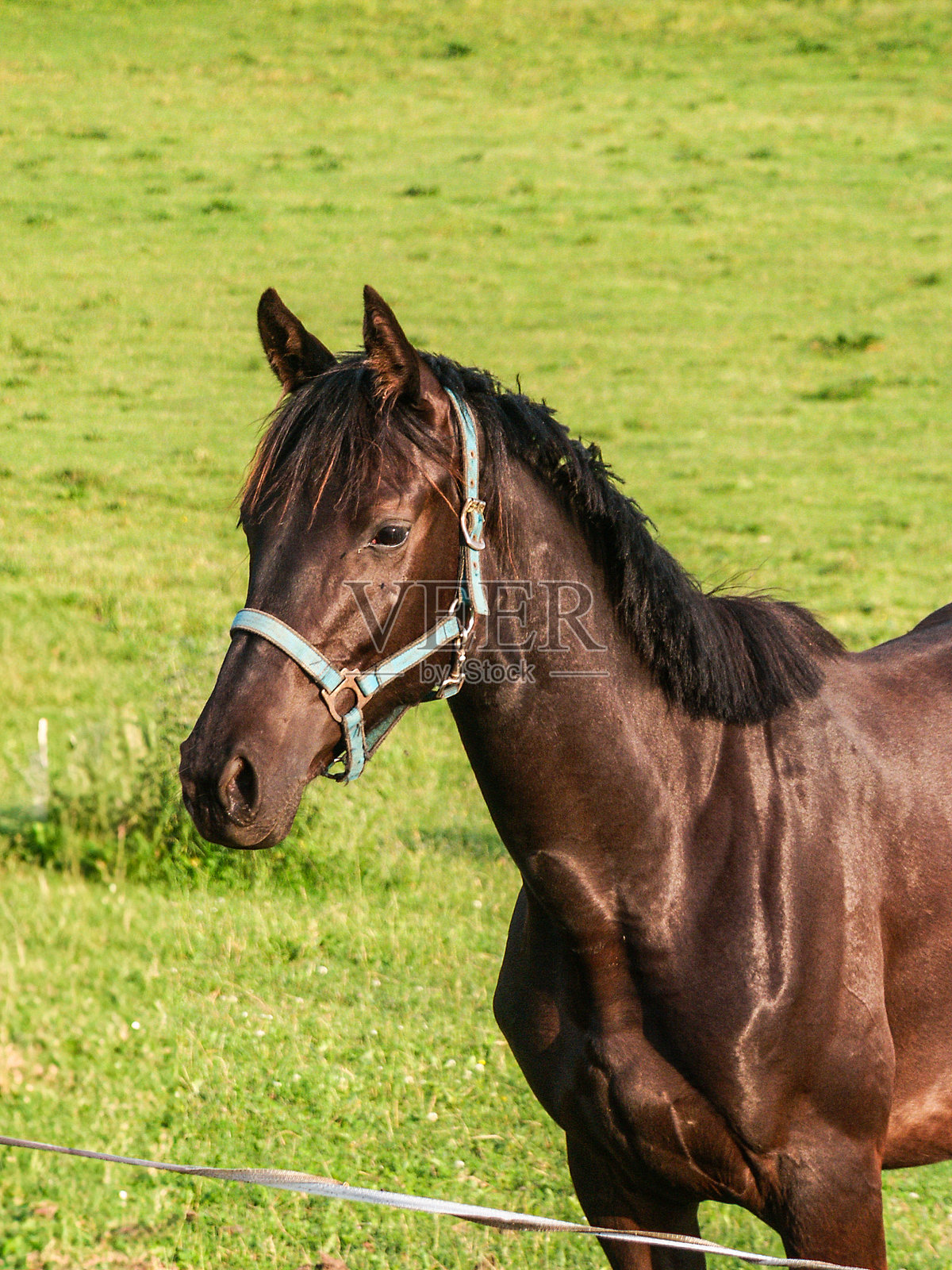 一匹深棕色的马在绿色田野前近距离拍摄。照片摄影图片