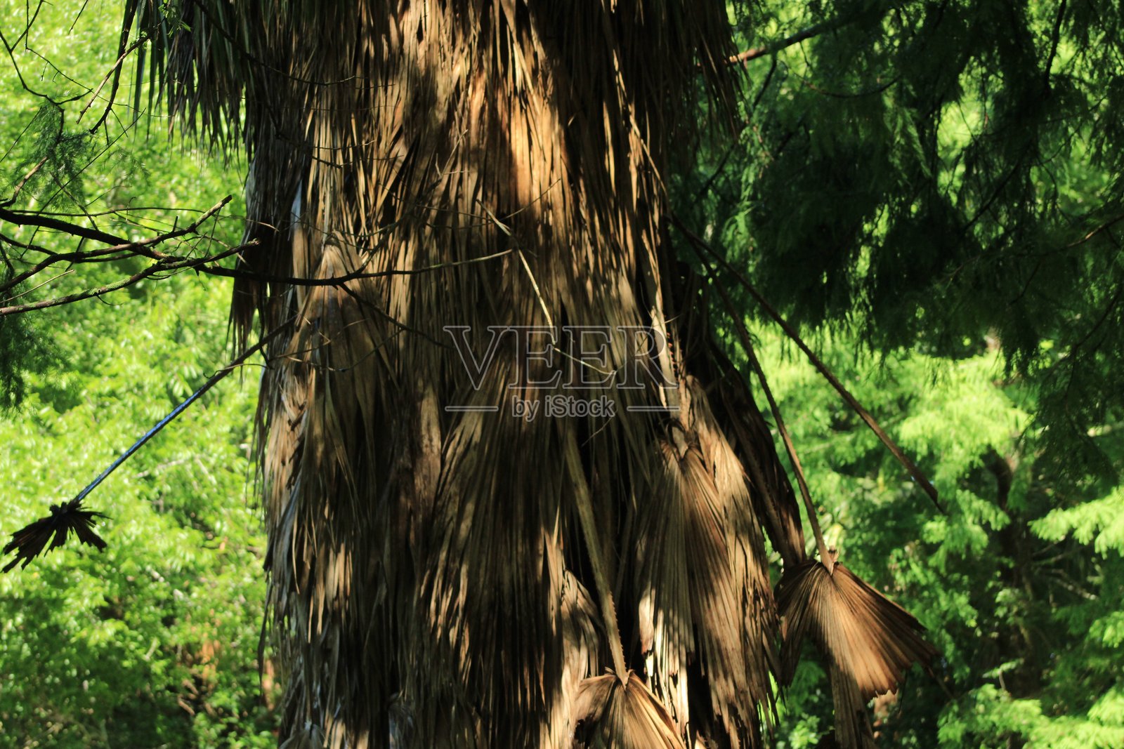 热带棕榈树在郁郁葱葱的沼泽丛林中生长。照片摄影图片