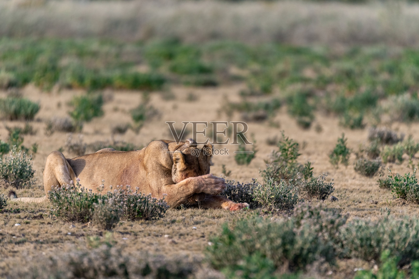 草原上的狮子母子，非洲动物照片摄影图片