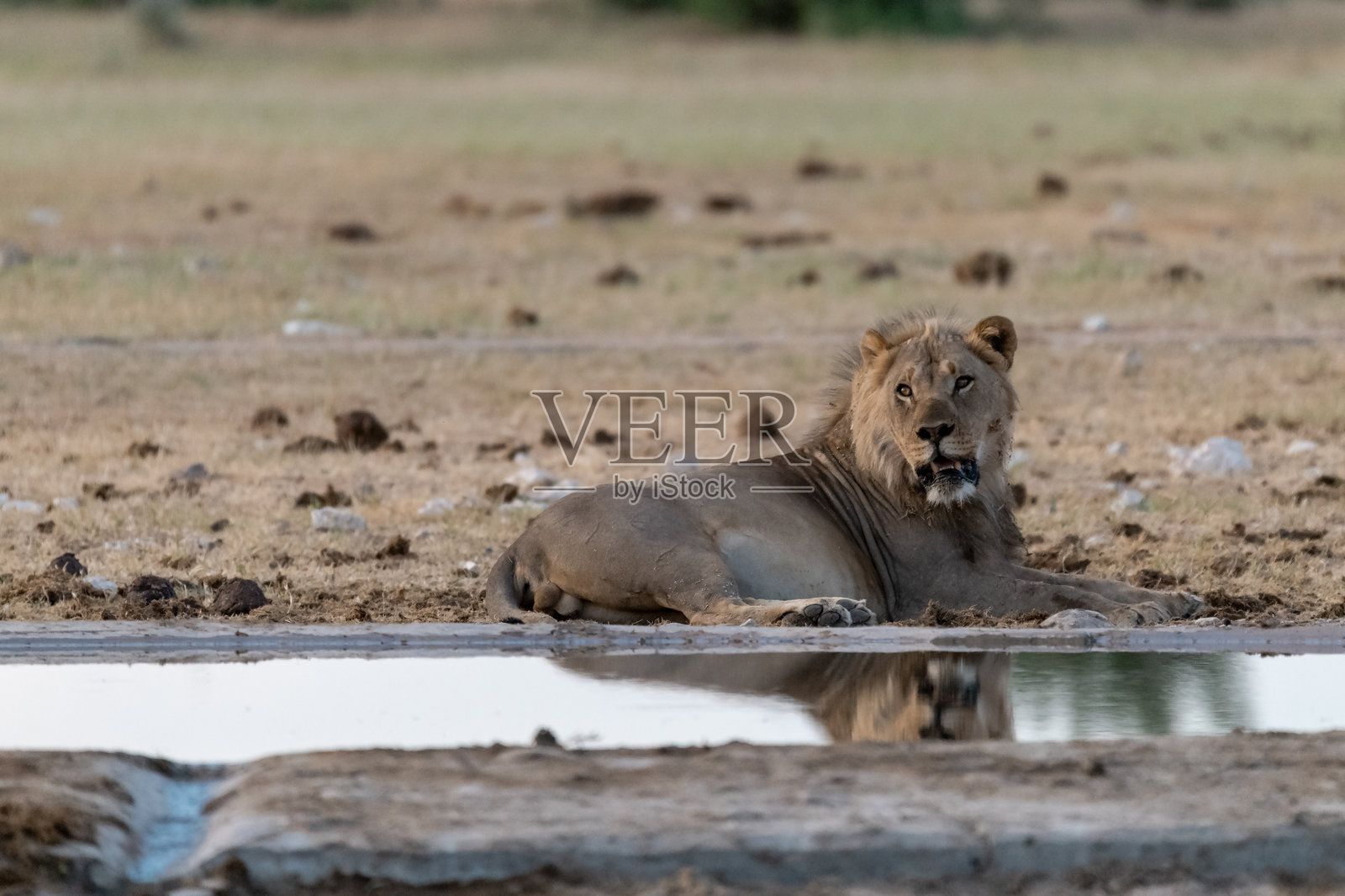 警惕的狮子母在野外，非洲动物照片摄影图片