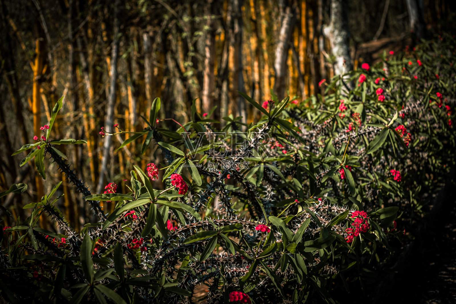 开花的虎刺梅与背景中的竹子，巴西照片摄影图片