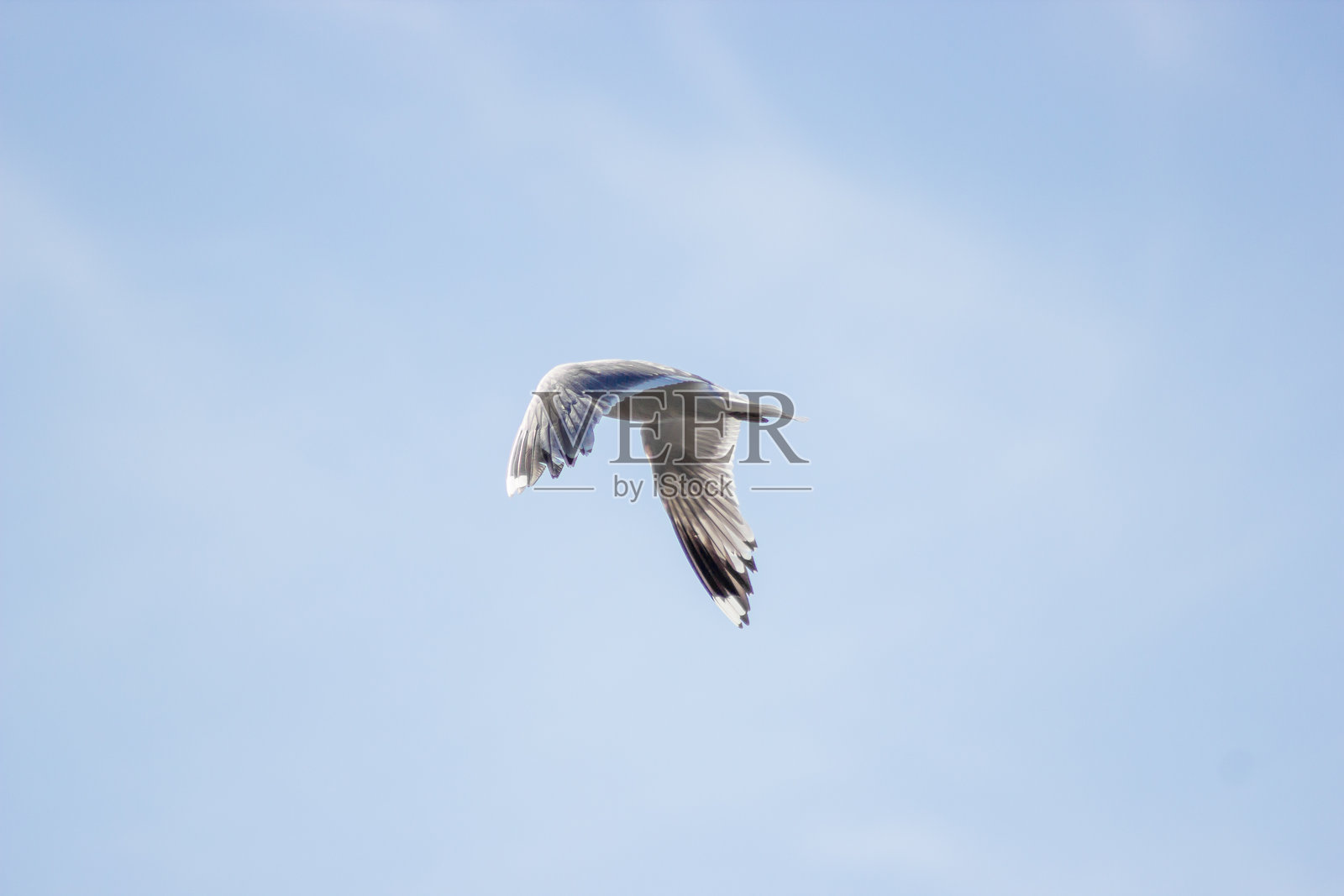 一只孤独的海鸥优雅地翱翔在广阔的明亮蓝天中照片摄影图片