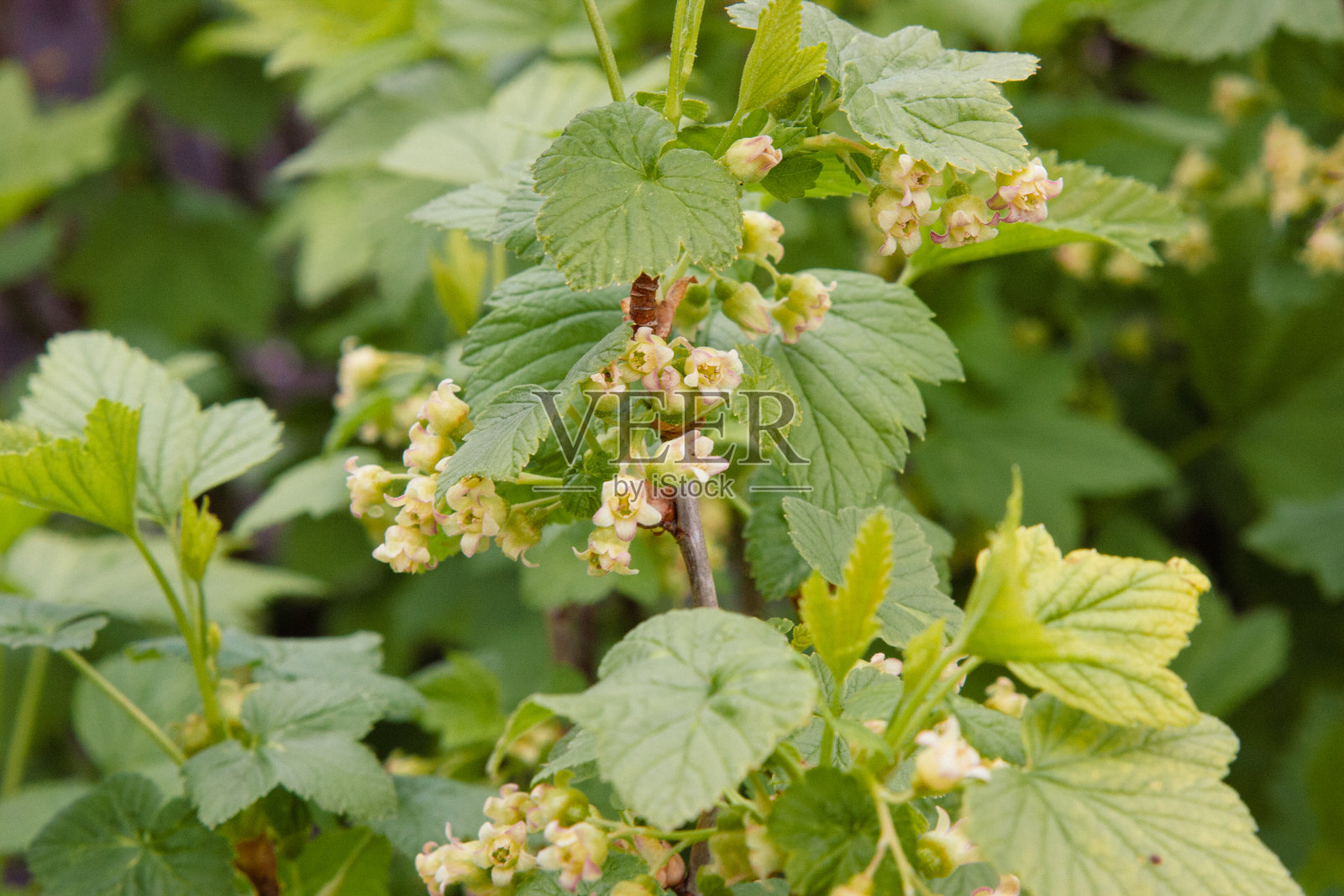 春天的一天，细枝上的精致红醋栗花。红醋栗。黑醋栗。柔和的自然背景，绿意盎然。照片摄影图片
