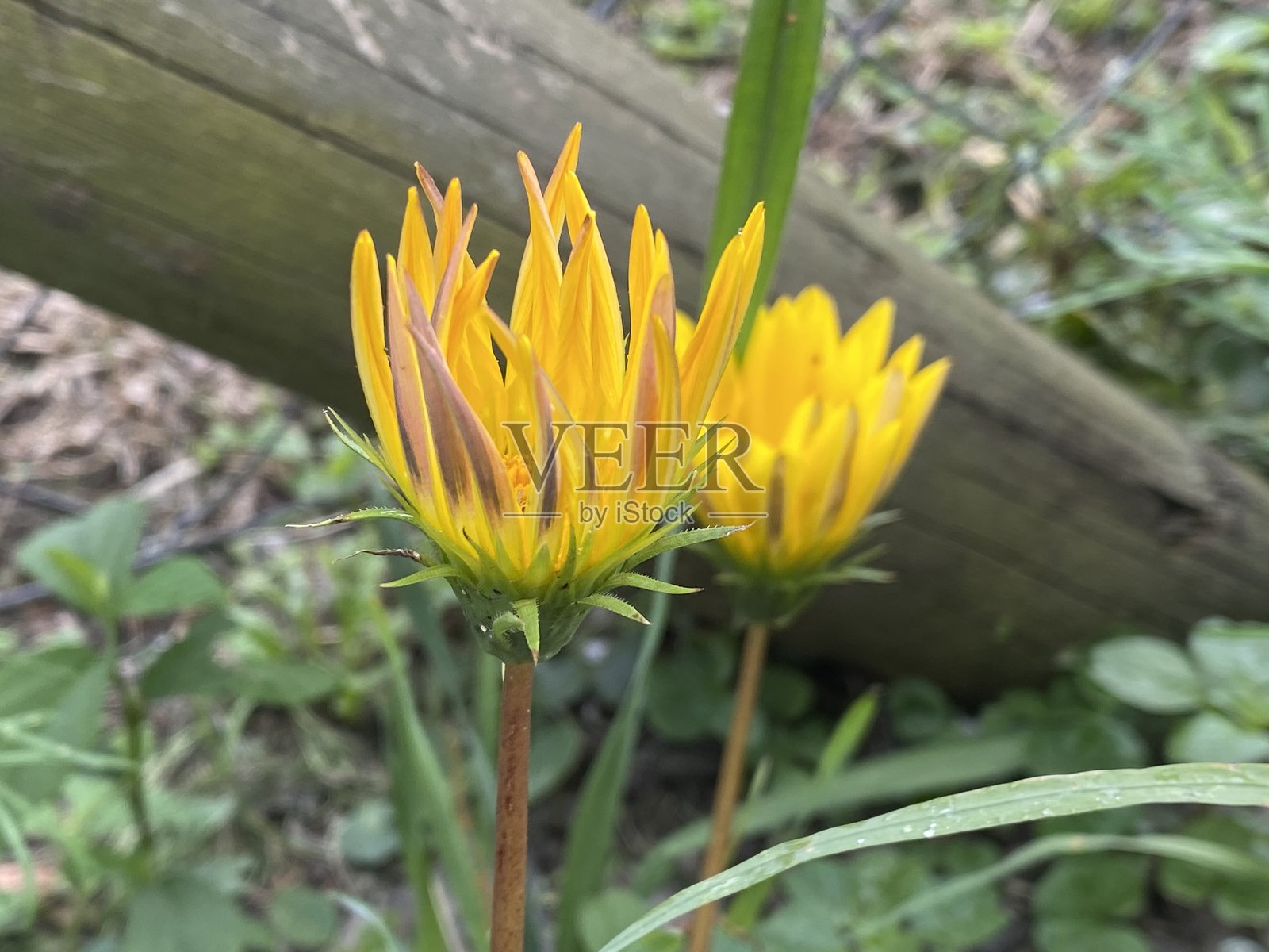 美丽的加兹尼亚花照片摄影图片