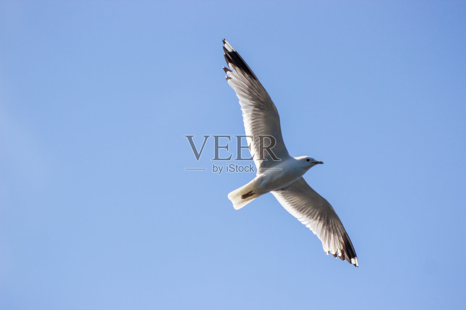 一只孤独的海鸥优雅地翱翔在广阔的蔚蓝天空中照片摄影图片