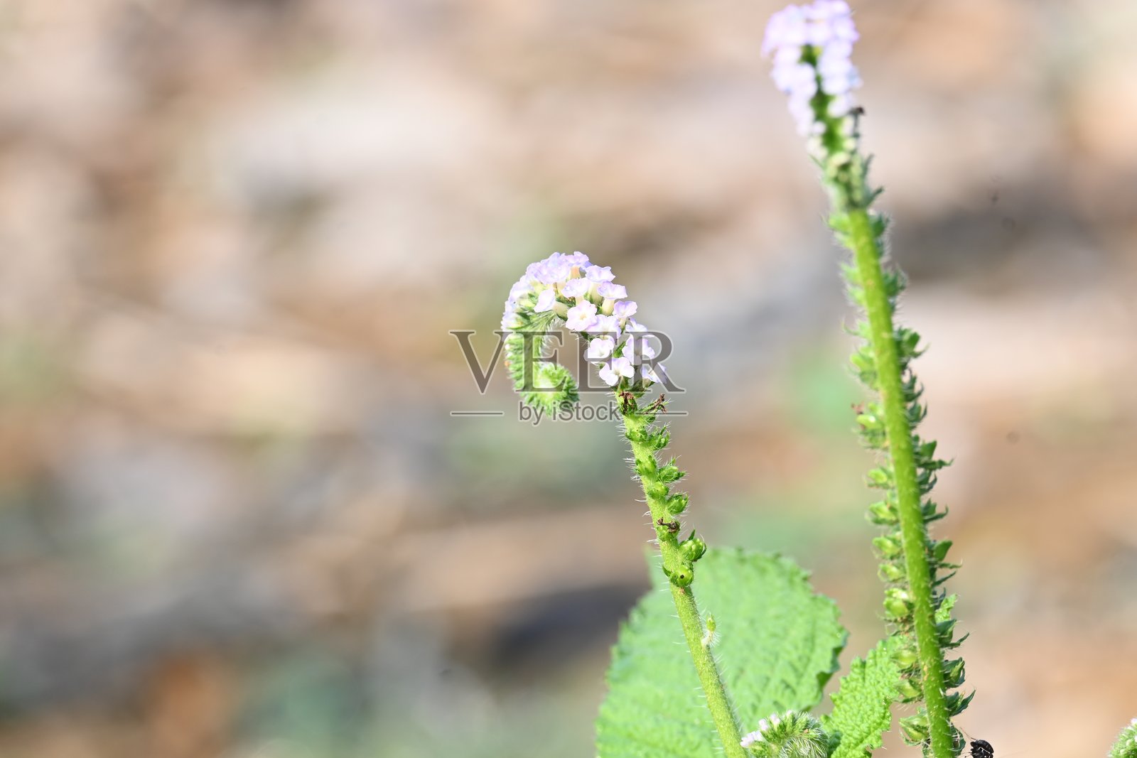 印度向日葵植物开花。照片摄影图片