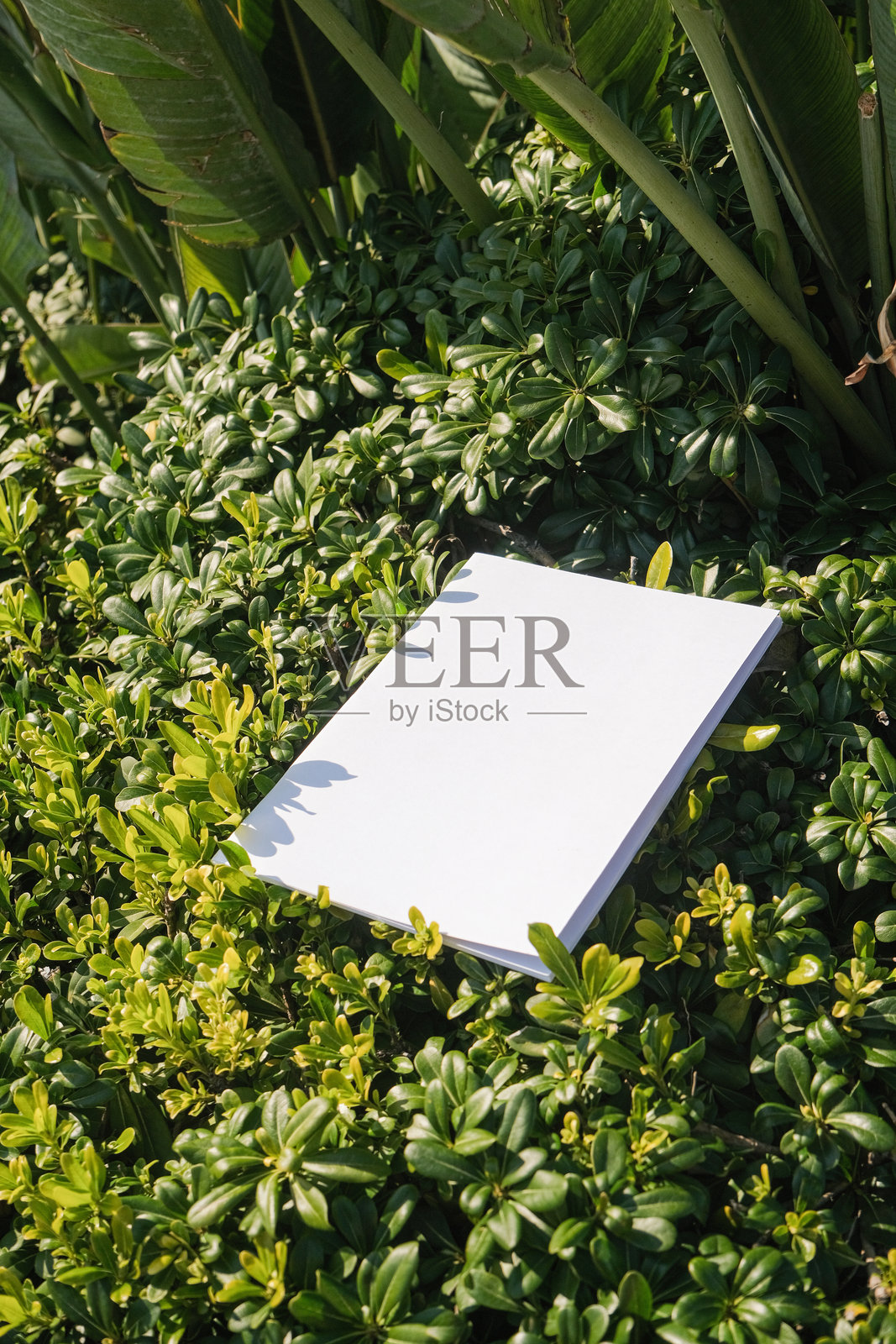 热带灌木丛中的空白硬壳杂志模型照片摄影图片