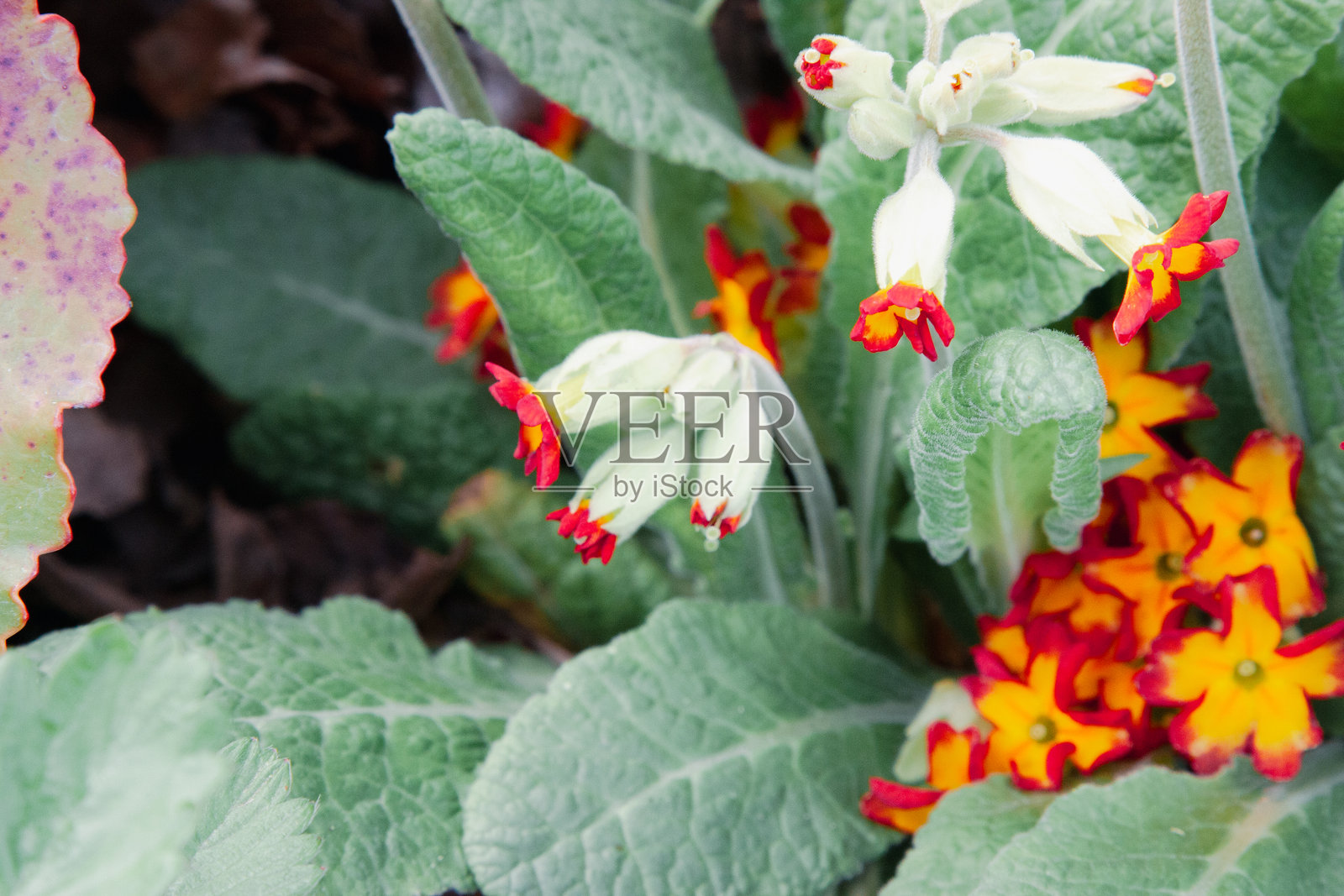 报春花，黄花边缘带有红色。春天的花朵在花坛中盛开，背景是被绿植环绕的美丽花朵。照片摄影图片