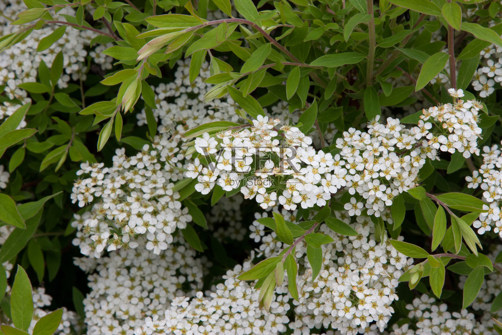 海棠花。特写镜头展示了带有绿叶的海棠花枝。枝条上有大量美丽的小白花，周围环绕着绿叶。可爱的小白花。照片摄影图片