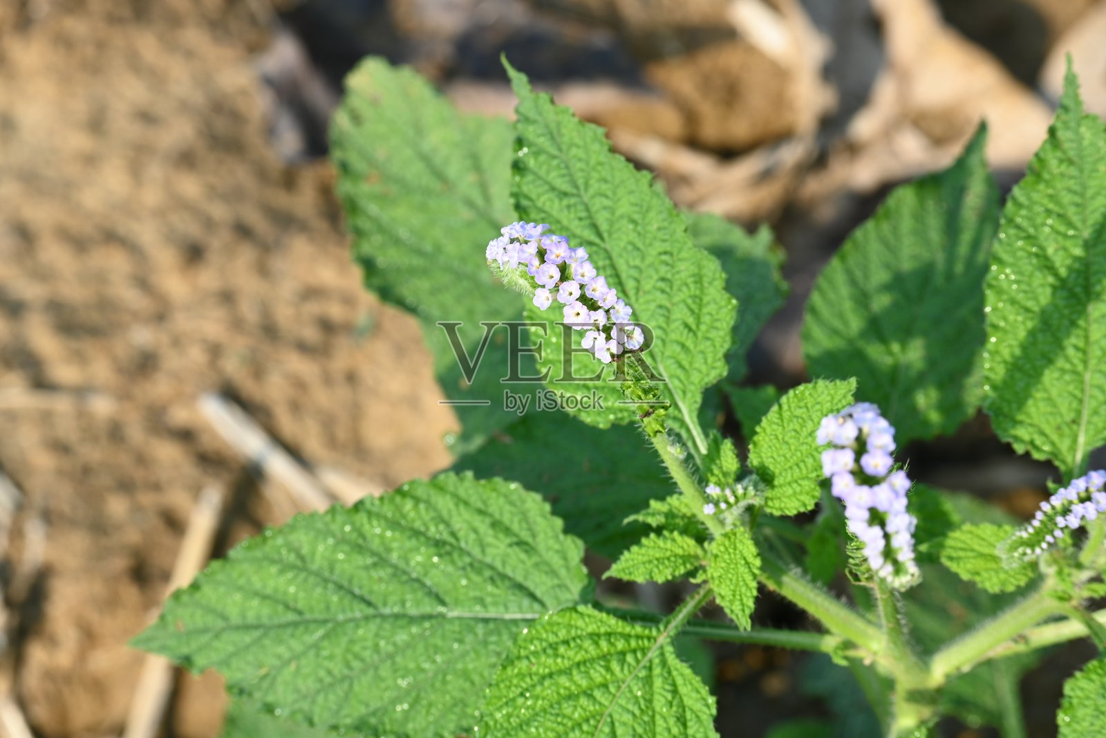 印度向日葵植物开花。照片摄影图片