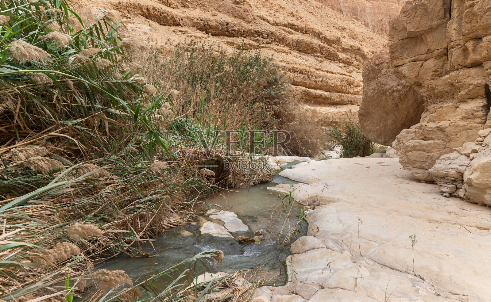 阿鲁戈特溪自然保护区内，靠近以色列南部死海的河流，河岸被郁郁葱葱的绿植覆盖。照片摄影图片