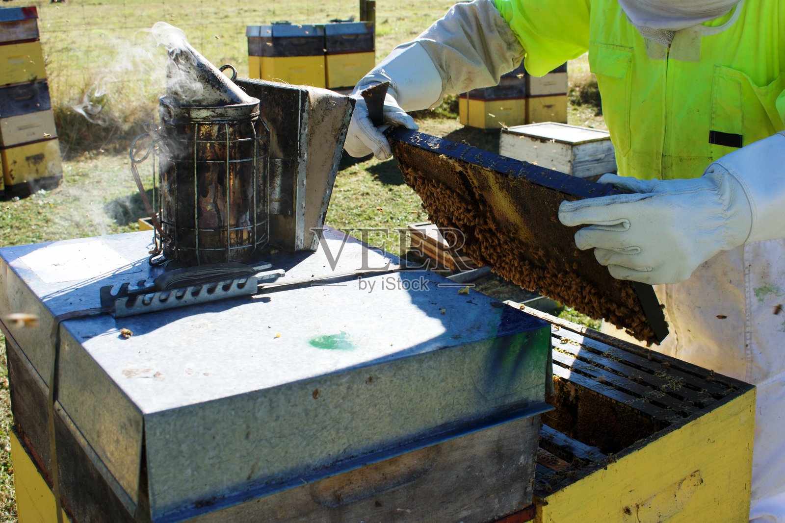 养蜂人工作中照片摄影图片