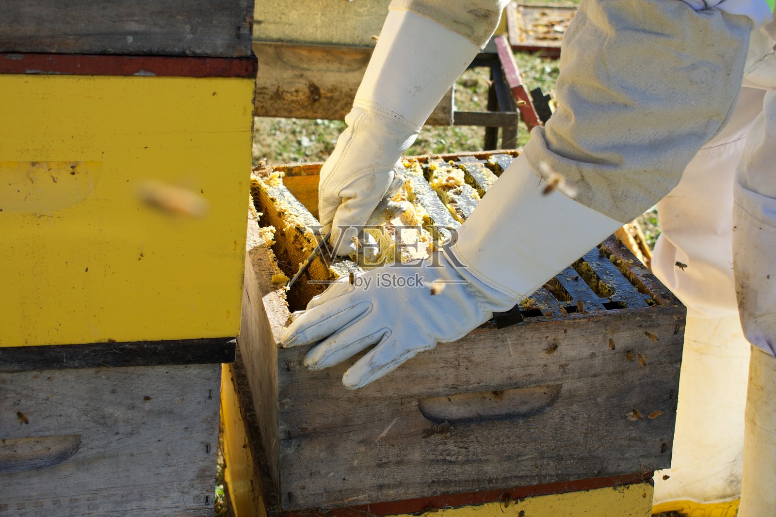 养蜂人工作中照片摄影图片