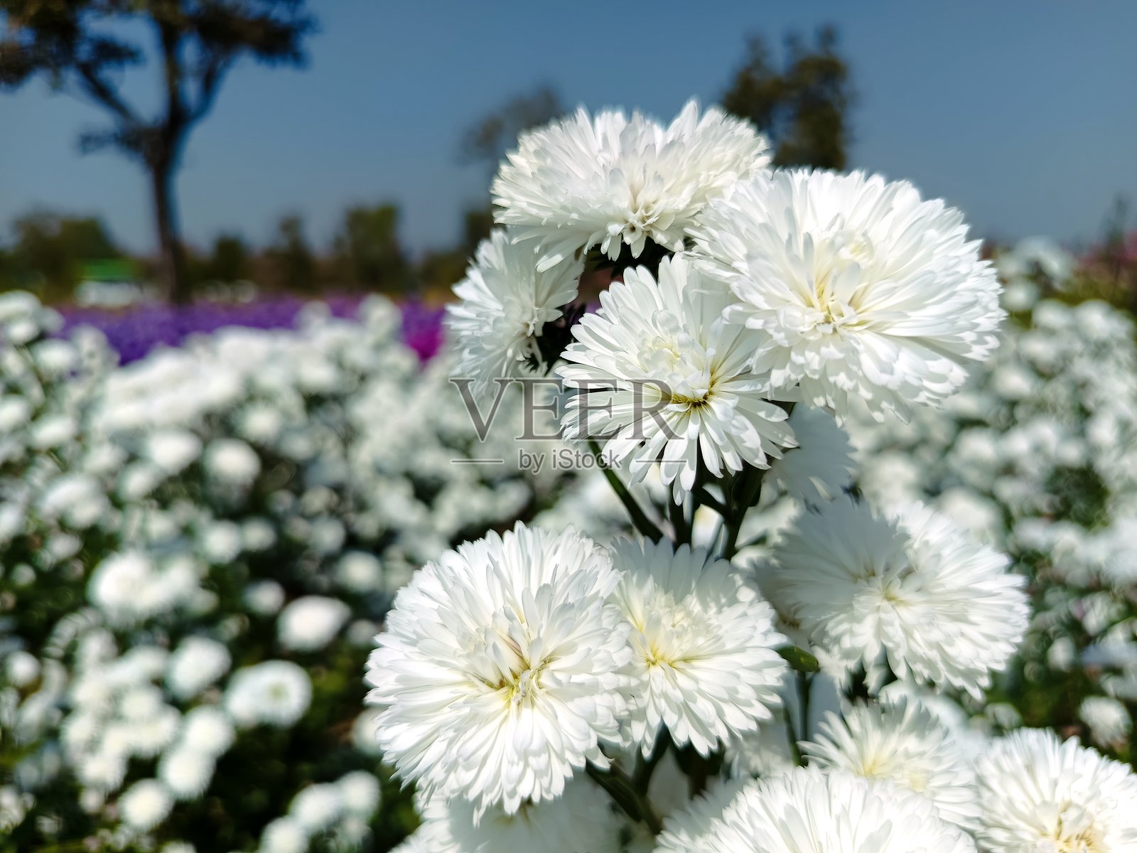 花园里的白色花朵照片摄影图片