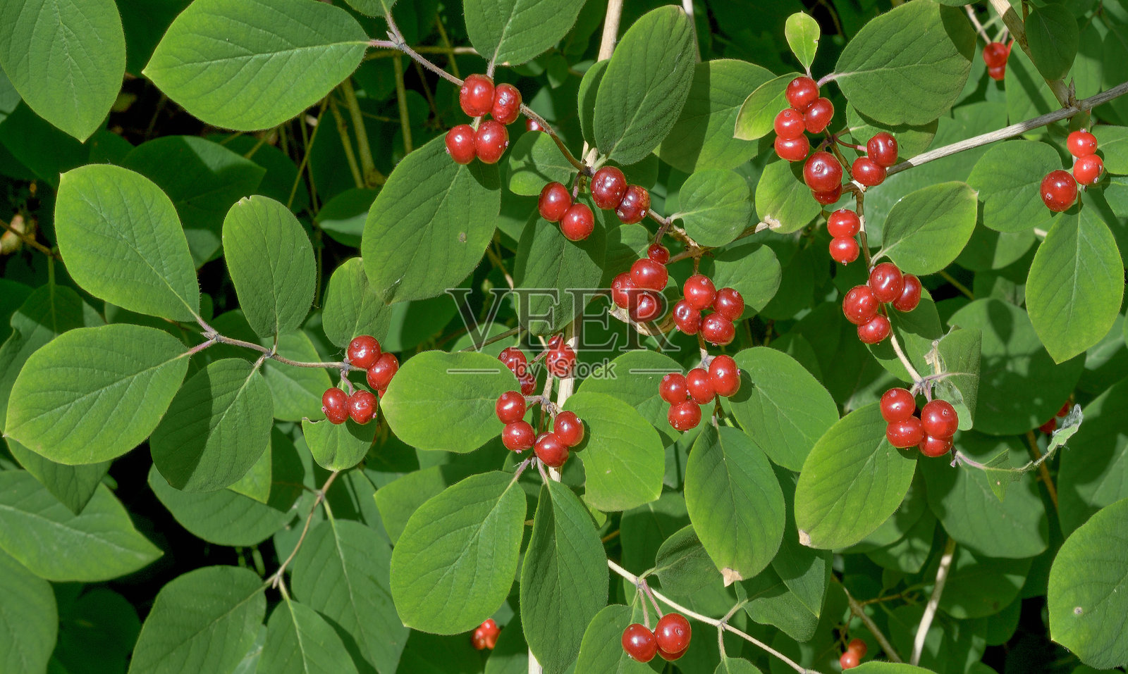 飞蜜忍冬，学名：Lonicera xylosteum，生长于德国莱茵兰。照片摄影图片