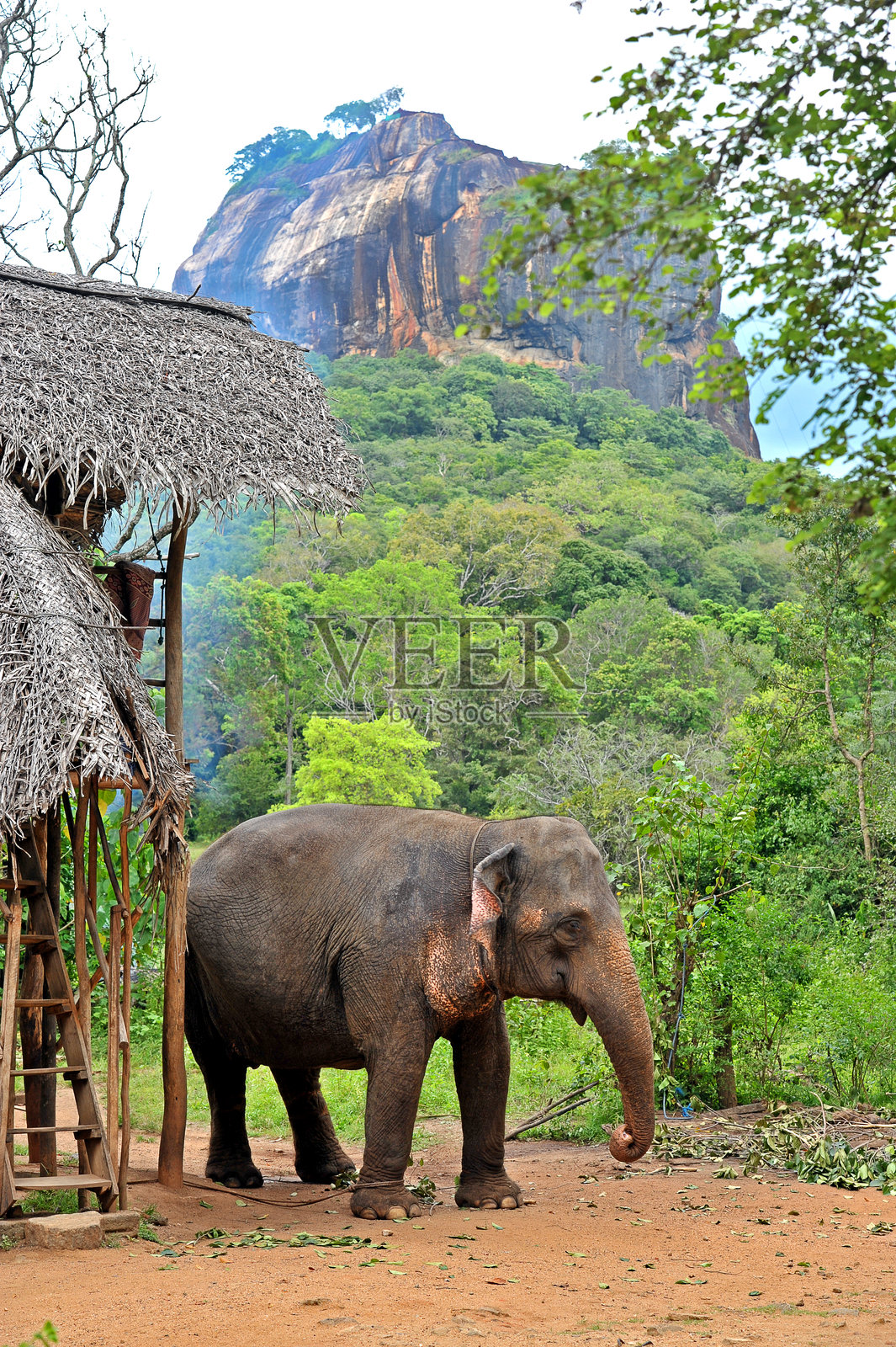 被束缚在古老岩石堡垒前的圈养大象照片摄影图片