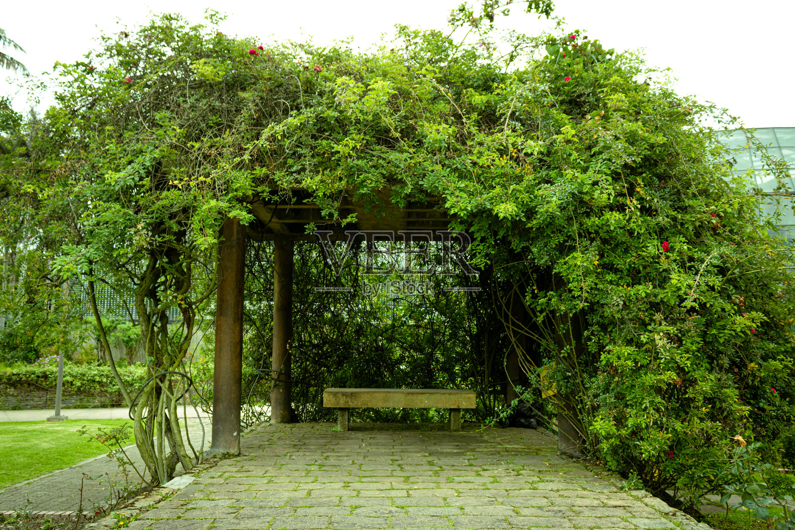 绿色王座照片摄影图片