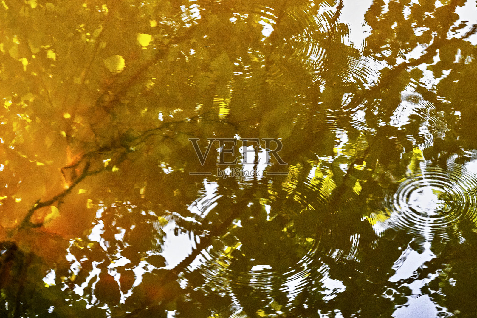 水面上的圆圈和树叶的倒影照片摄影图片