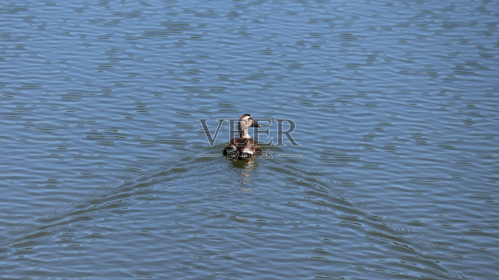 游泳鸭的背面视图照片摄影图片