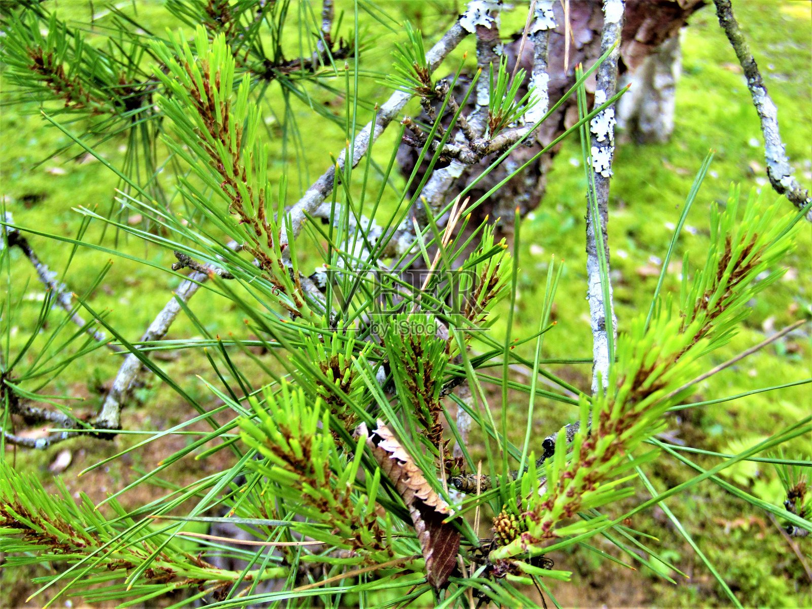 在森林里。松针。照片摄影图片