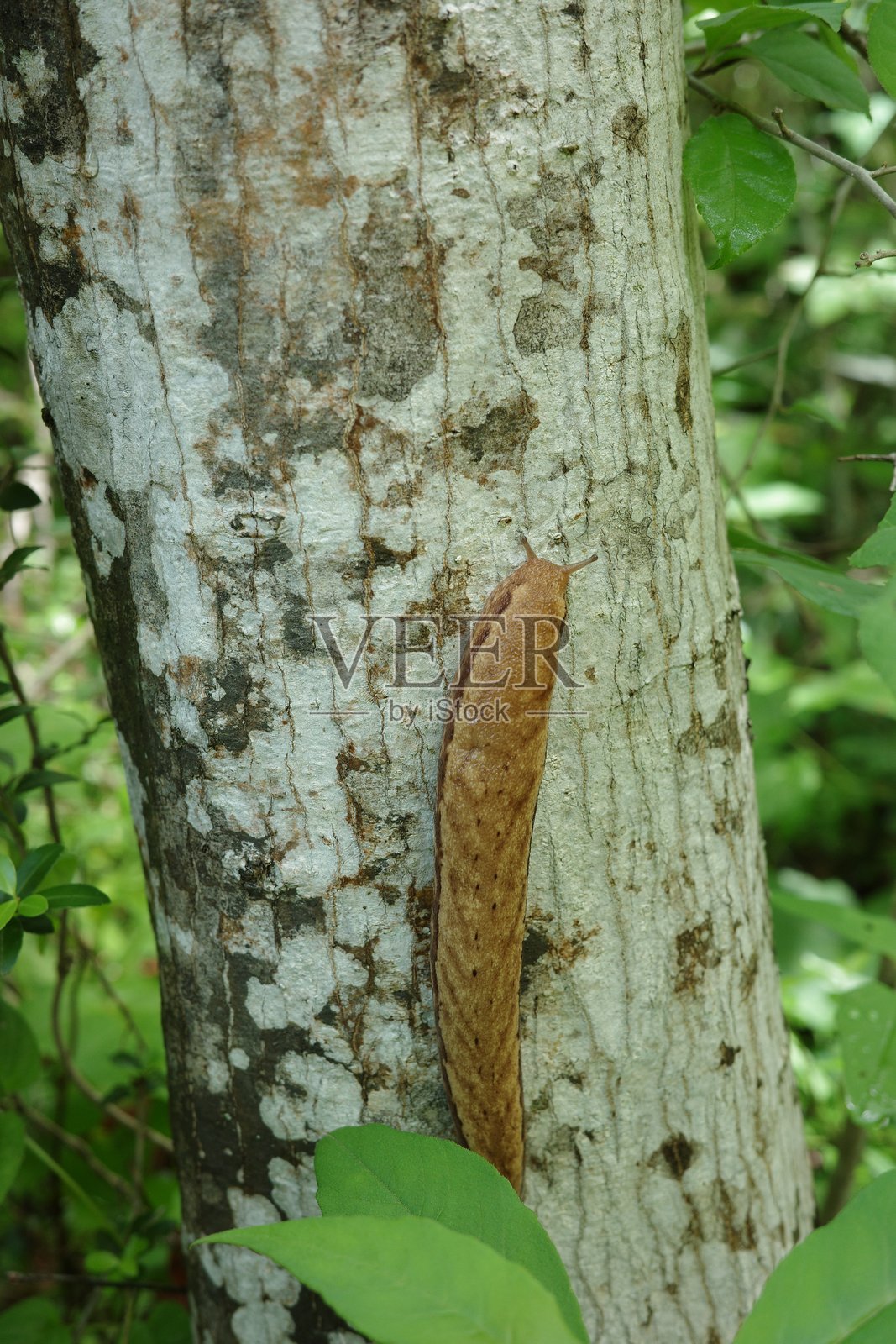 一只日本蛞蝓（山蛞蝓）正在爬上树干照片摄影图片