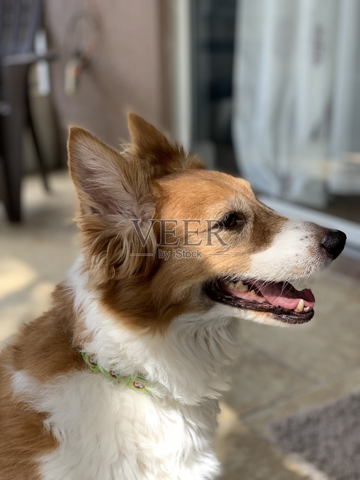 微笑的狗照片摄影图片