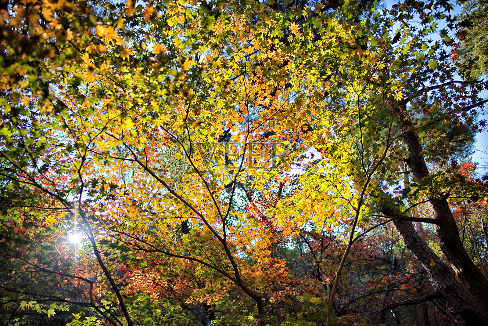 秋日阳光下的周末徒步旅行于山中照片摄影图片
