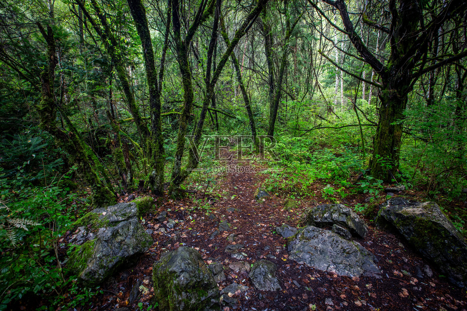 中国四川九寨沟国家公园的苔藓森林小径照片摄影图片