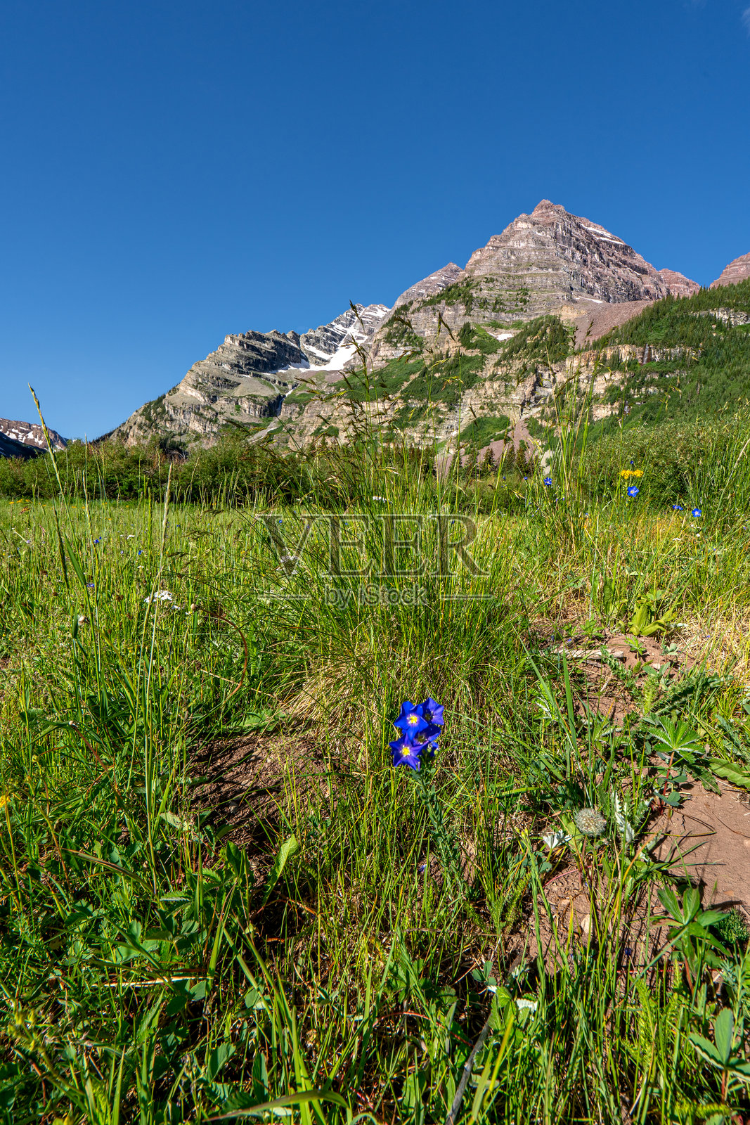 克雷特湖与著名的栗色钟铃花以及科罗拉多州中部阿斯彭雪堆村地区壮丽的落基山脉中的夏季野花照片摄影图片