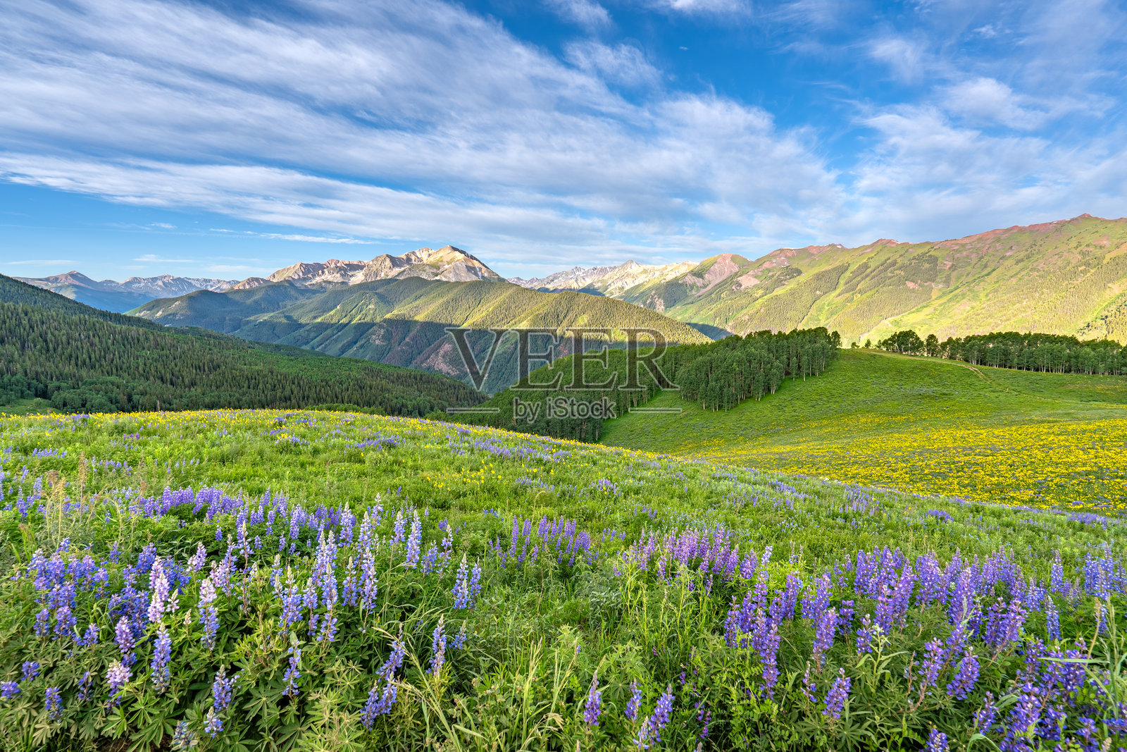 科罗拉多州中部阿斯彭雪堆村地区的落基山脉，清晨时分的阿斯彭山坡上的夏季野花照片摄影图片