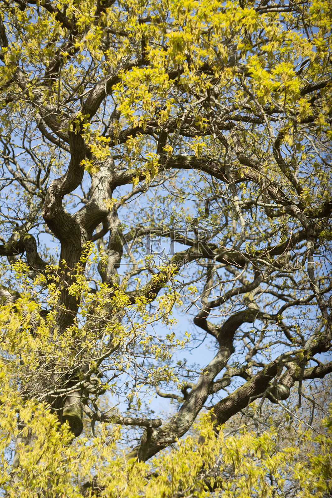 一棵生机勃勃的春天树木，明亮的黄色叶子映衬着晴朗美丽的天空照片摄影图片