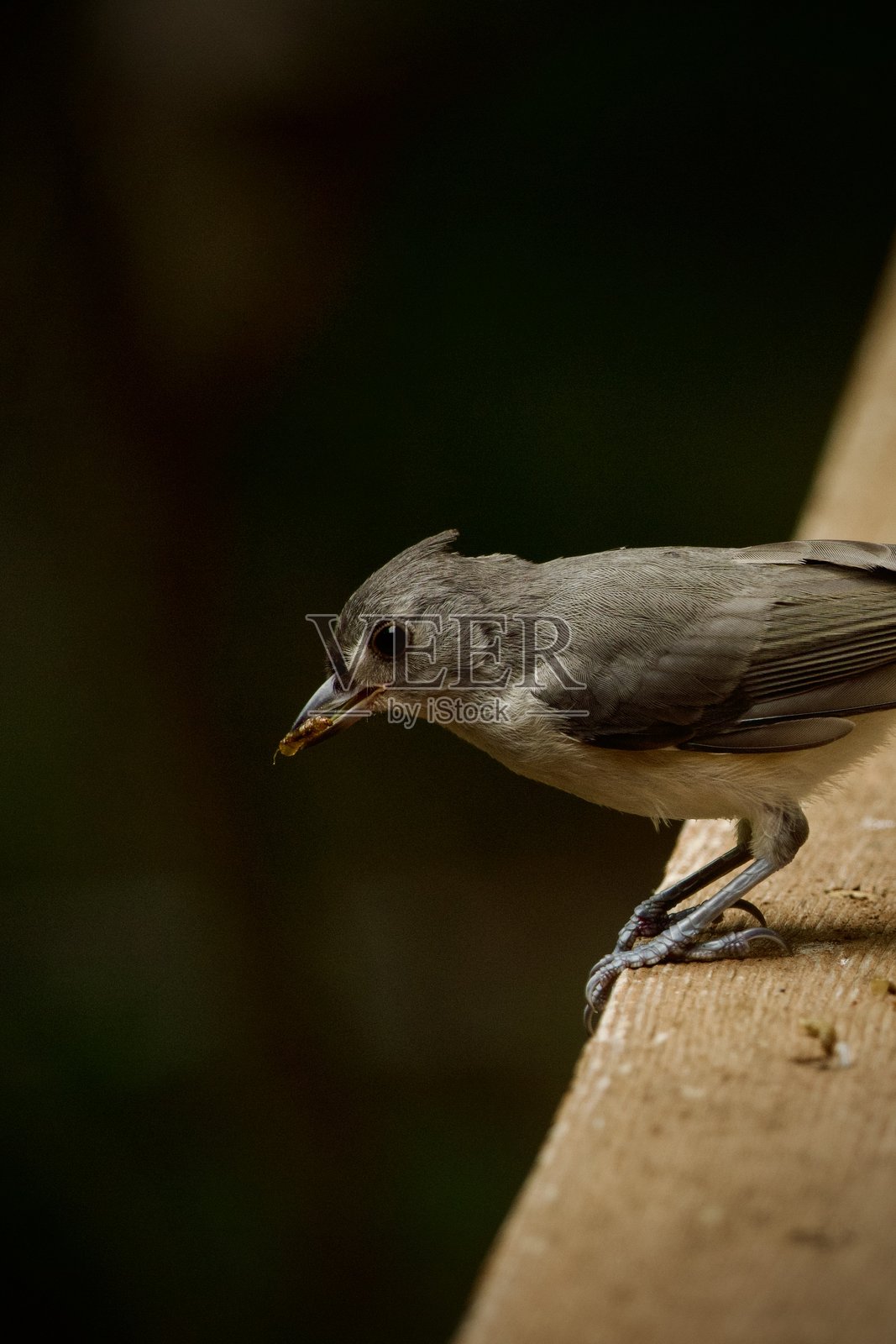 一只 tufted titmouse 鸟栖息在树枝上照片摄影图片