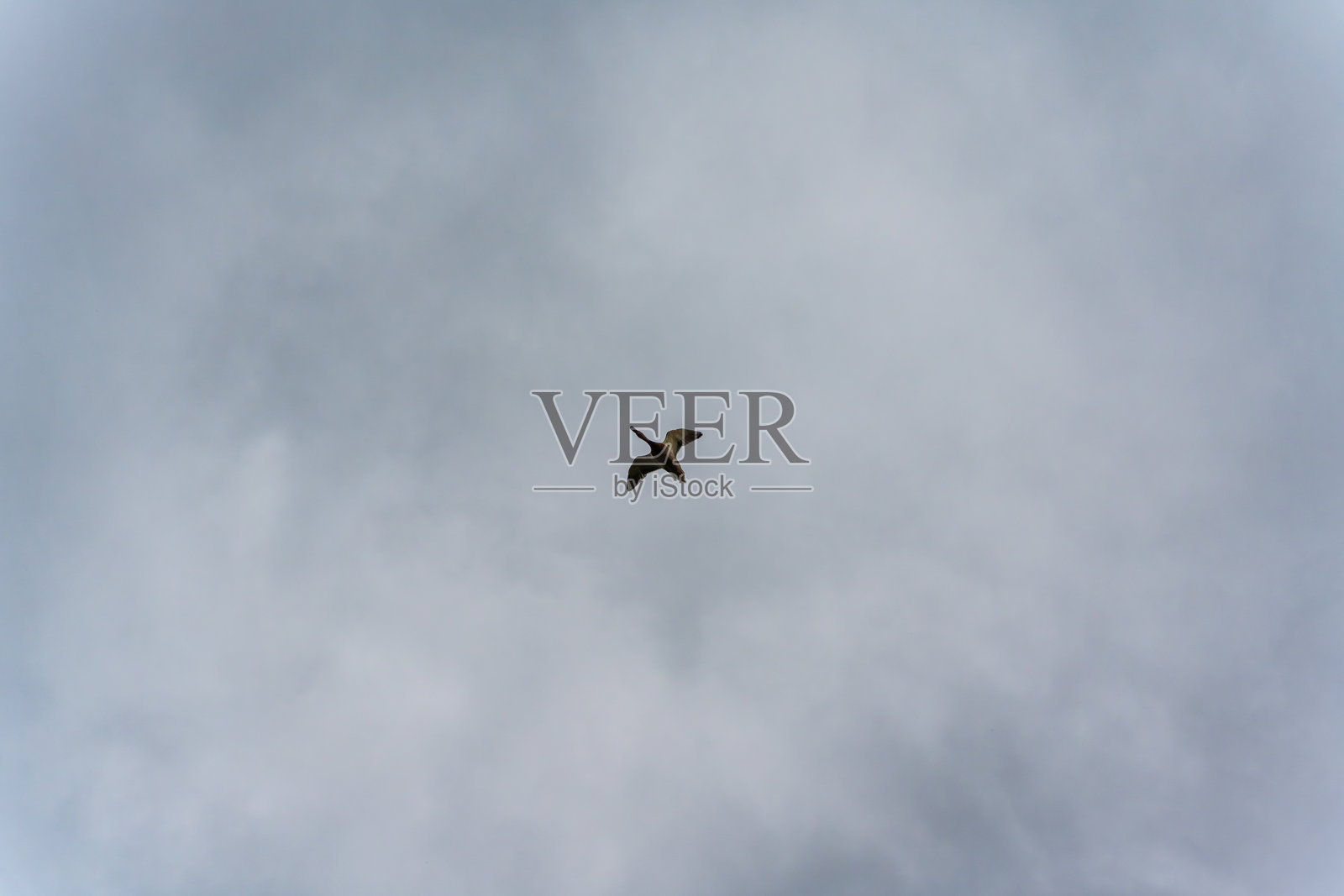 一只孤独的鹅在灰色天空中飞翔。照片摄影图片