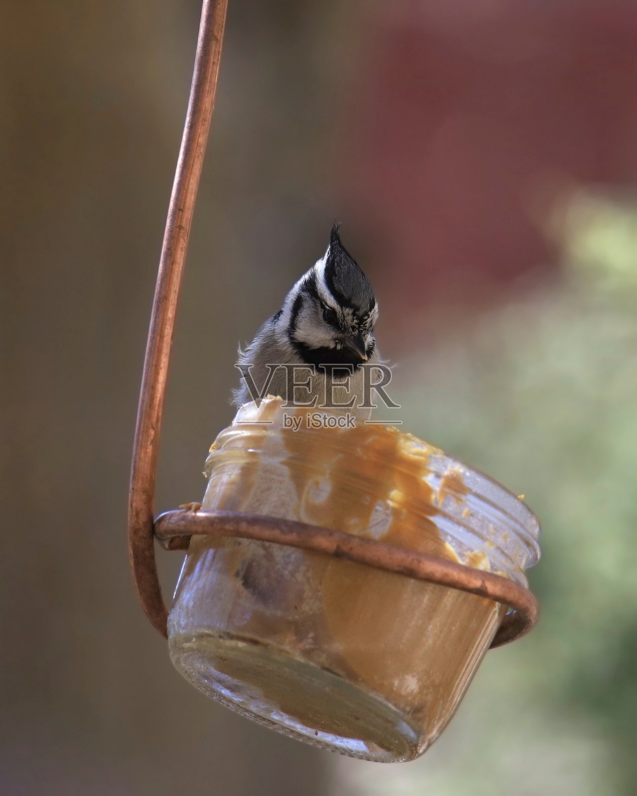 驯鸦雀（baeolophus wollweberi）在吃花生酱的罐子里照片摄影图片