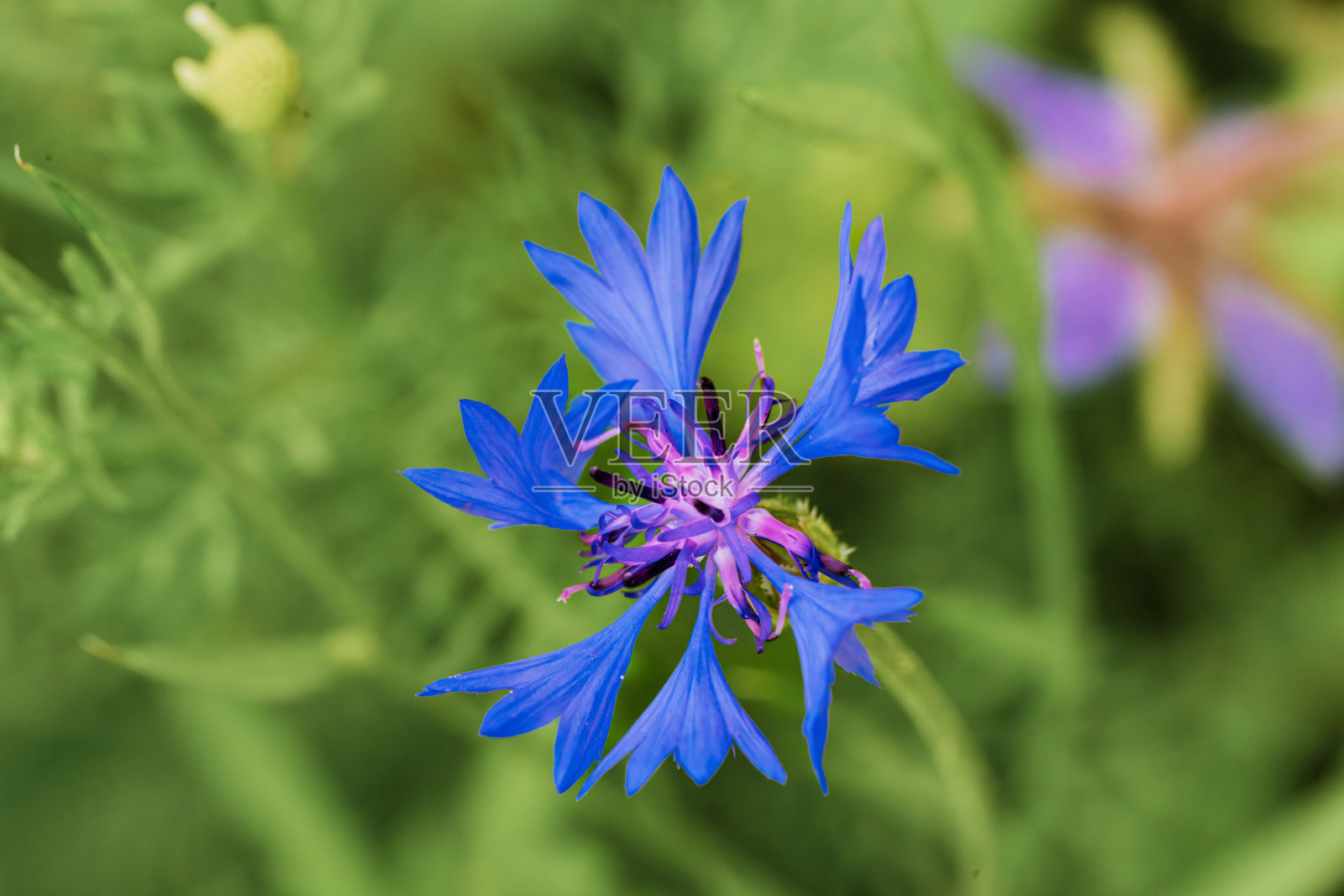 花卉 夏季 春季 特写照片摄影图片
