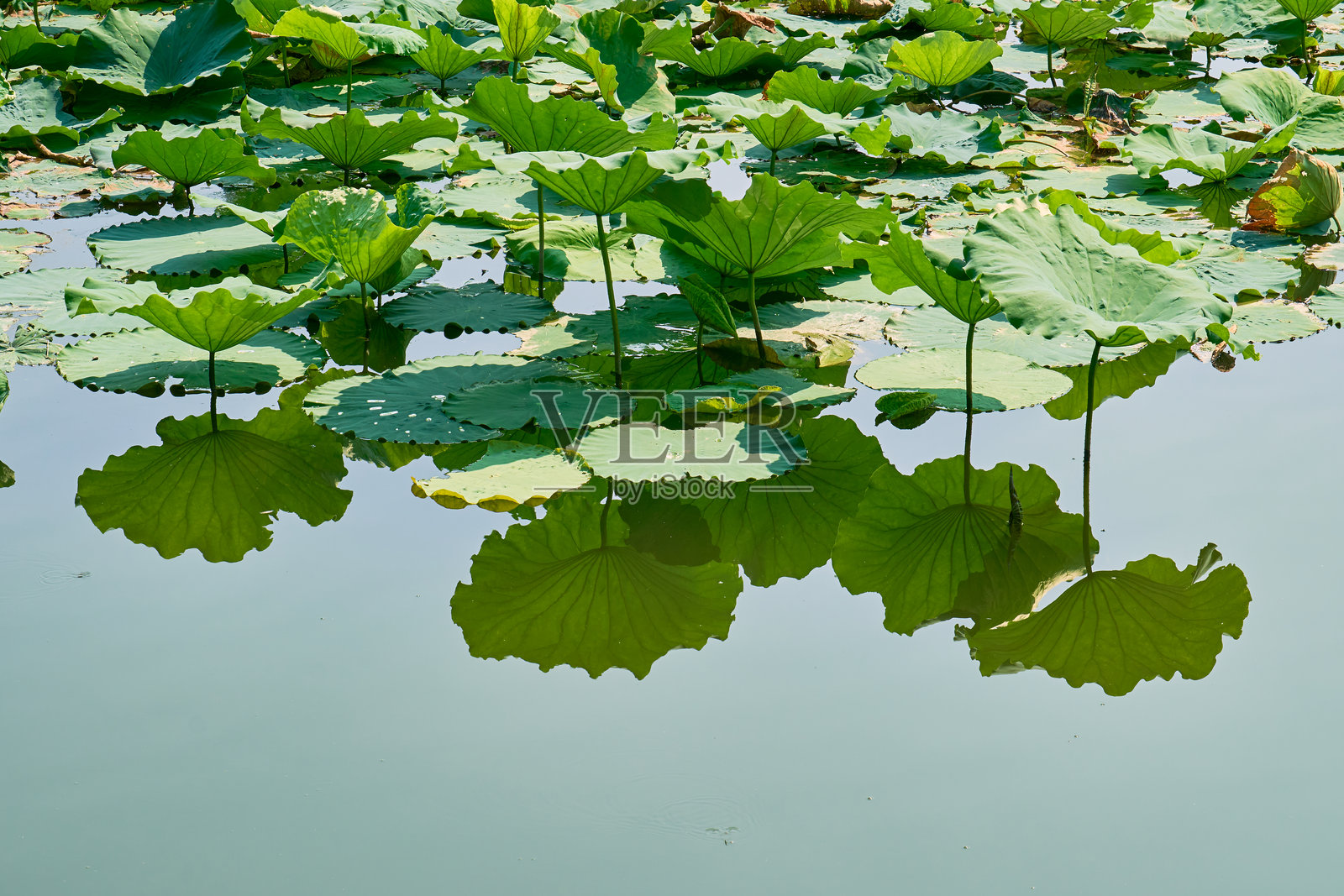 大莲叶在水面上的倒影照片摄影图片