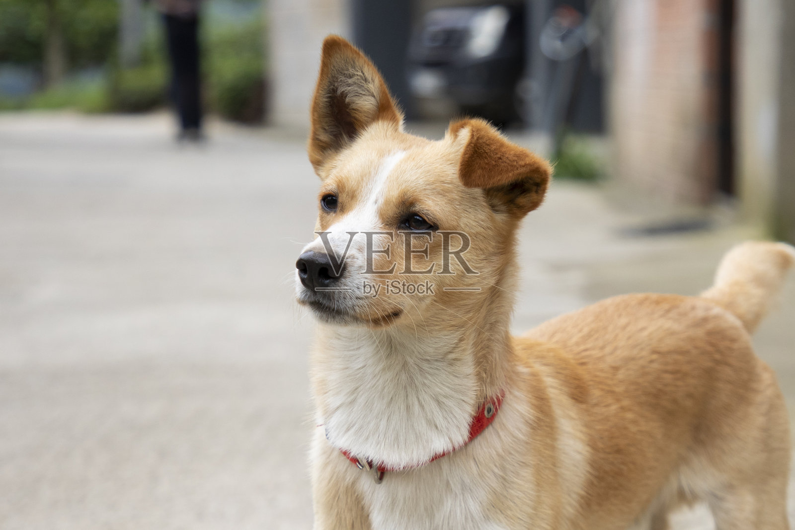 一只戴着红色项圈的柯基混种犬警觉地坐在安静的道路上，目光远眺。背景模糊，绿意盎然，色彩柔和。宁静而专注的时刻。照片摄影图片