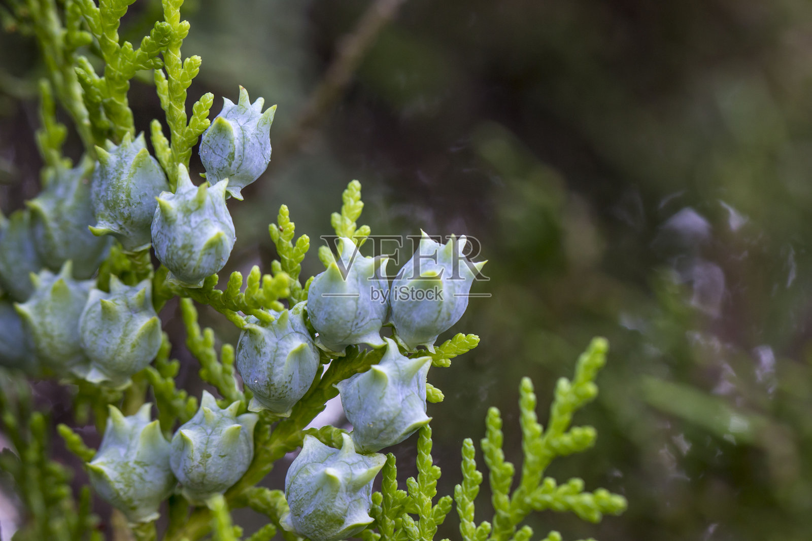 柏树球果。植物的彩色微距照片。特写。自然屏幕保护程序。野生动物照片。扁柏。柏科。东方扁柏。球果。球果。留白空间。照片摄影图片