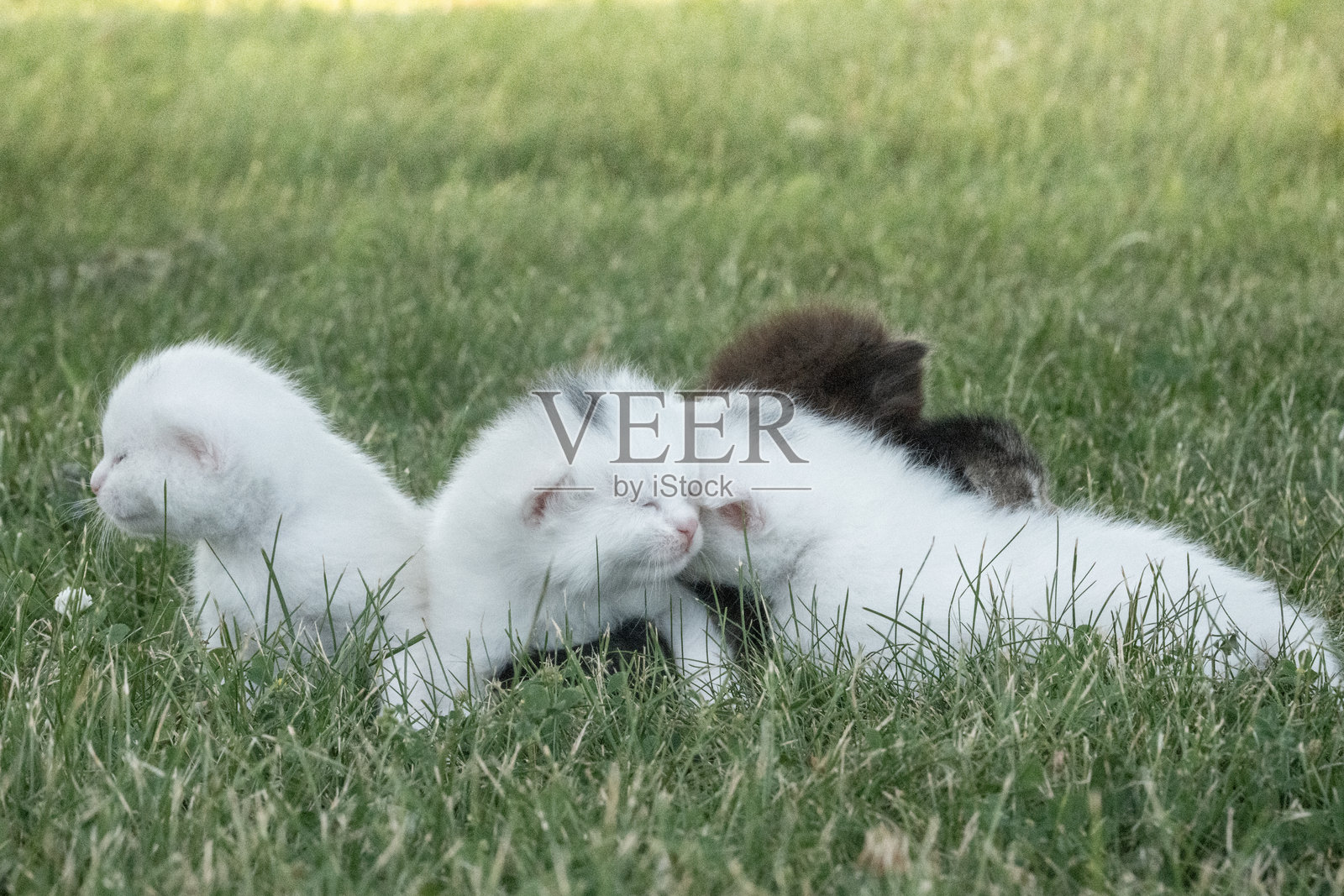 可爱的新生小猫在阳光明媚的日子里的郁郁葱葱的绿草上休息照片摄影图片