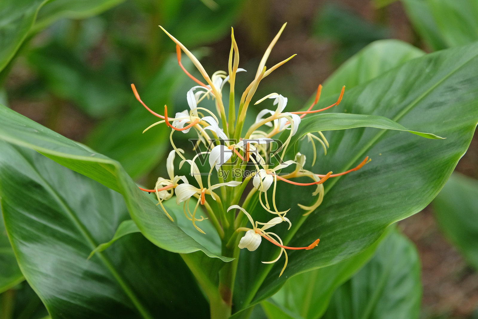 云南姜花（Hedychium yunnanense）盛开。照片摄影图片