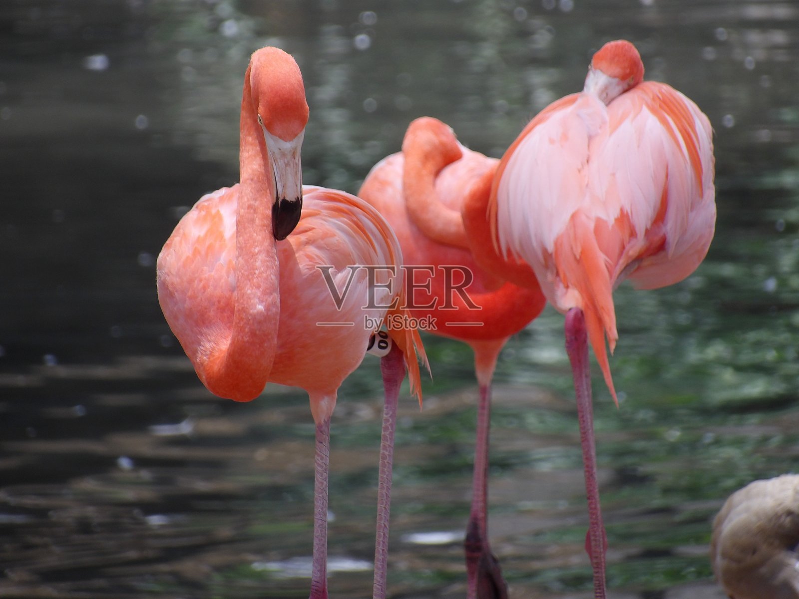 美洲火烈鸟照片摄影图片