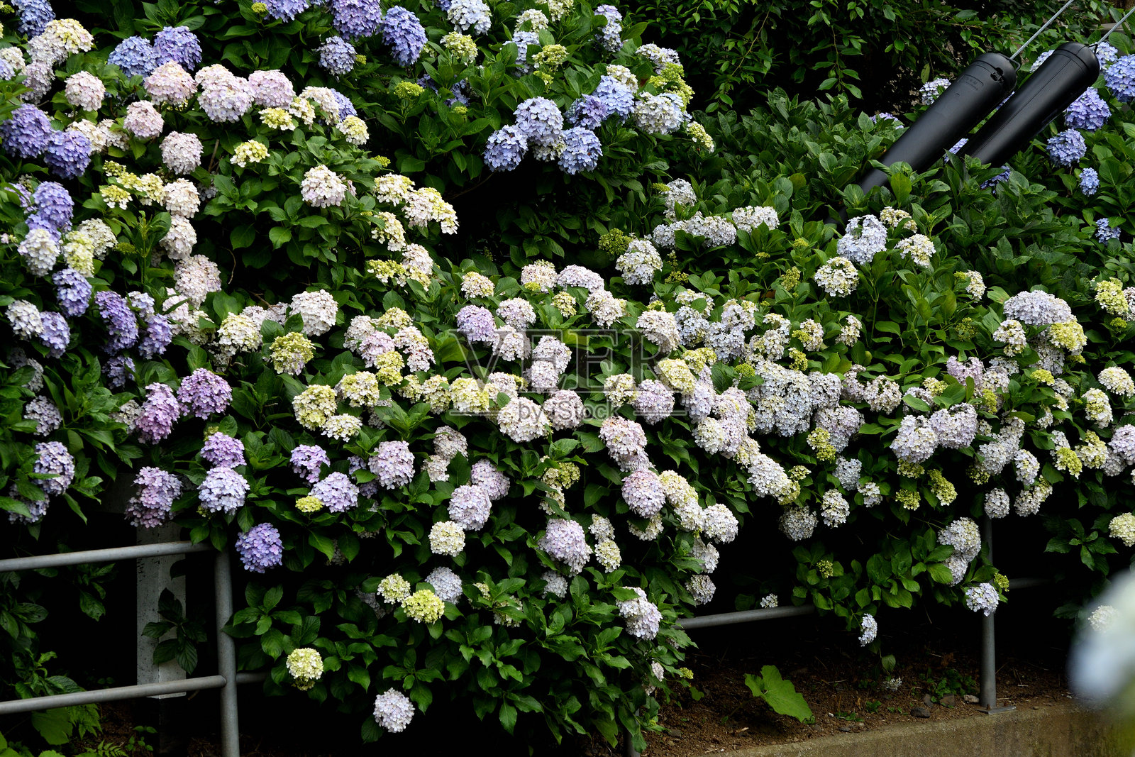 绣球花：植物中的变色龙照片摄影图片