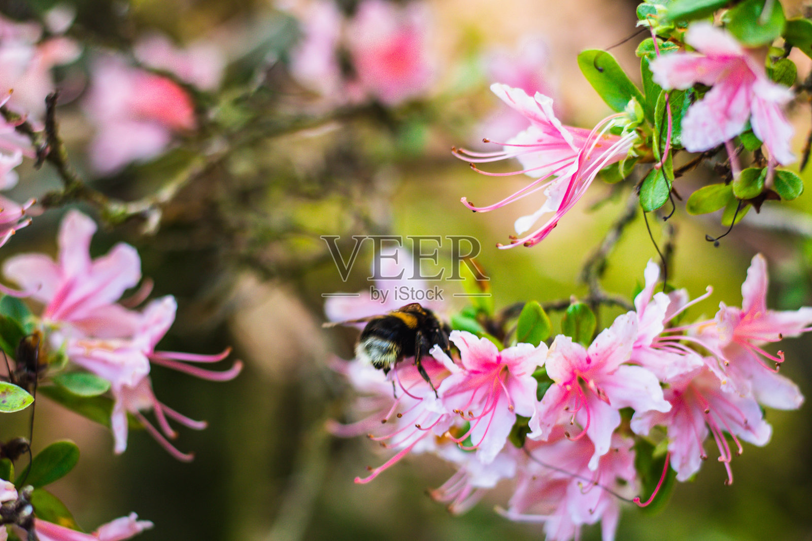 一只蜜蜂落在盛开的花园中一簇粉色杜鹃花上照片摄影图片